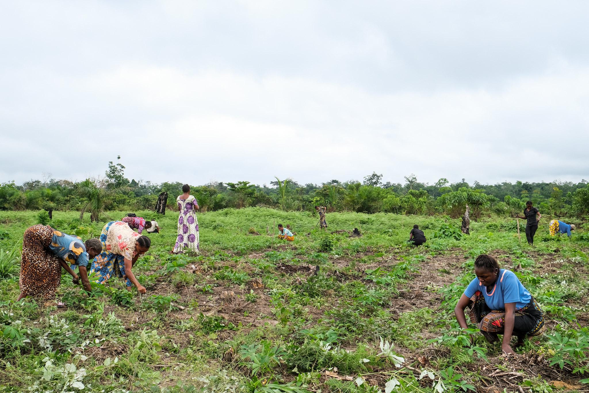 Miembros de la Asociación de Mujeres Akili Mali trabajando en su parcela en Yanonge, provincia de Tshopo - República Democrática del Congo (crédito: Axel Fassio/CIFOR-ICRAF / CC BY-NC-ND 2.0 DEED Attribution-NonCommercial-NoDerivs 2.0 Generic)