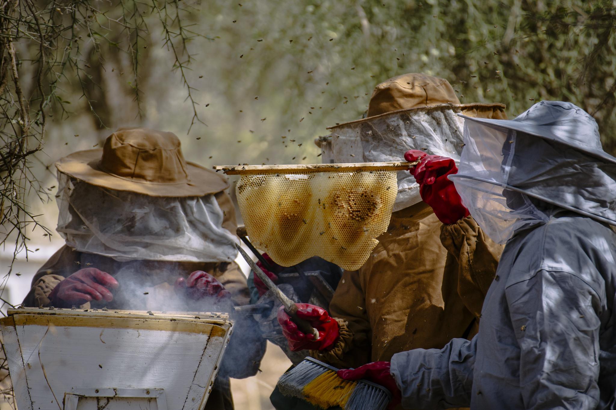 Beekeepers in Burkina Faso (credit: Ollivier Girard/CIFOR / Flickr CC BY-NC-ND 2.0 DEED Attribution-NonCommercial-NoDerivs 2.0 Generic)