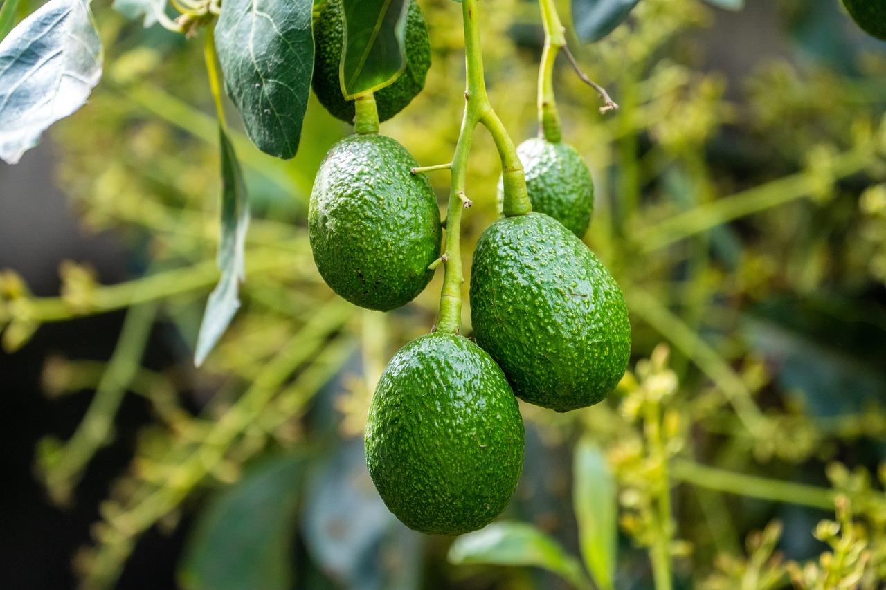 Avocados before the harvest (public domain)