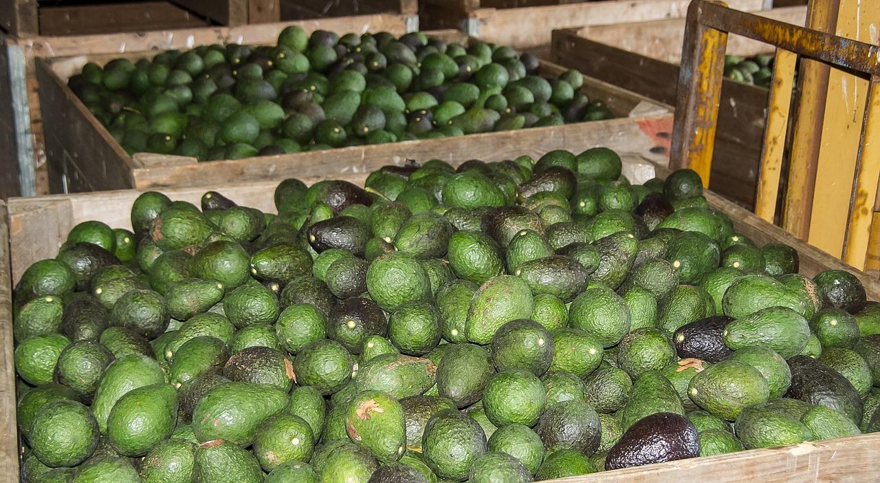 Aguacates después de la cosecha (dominio público)