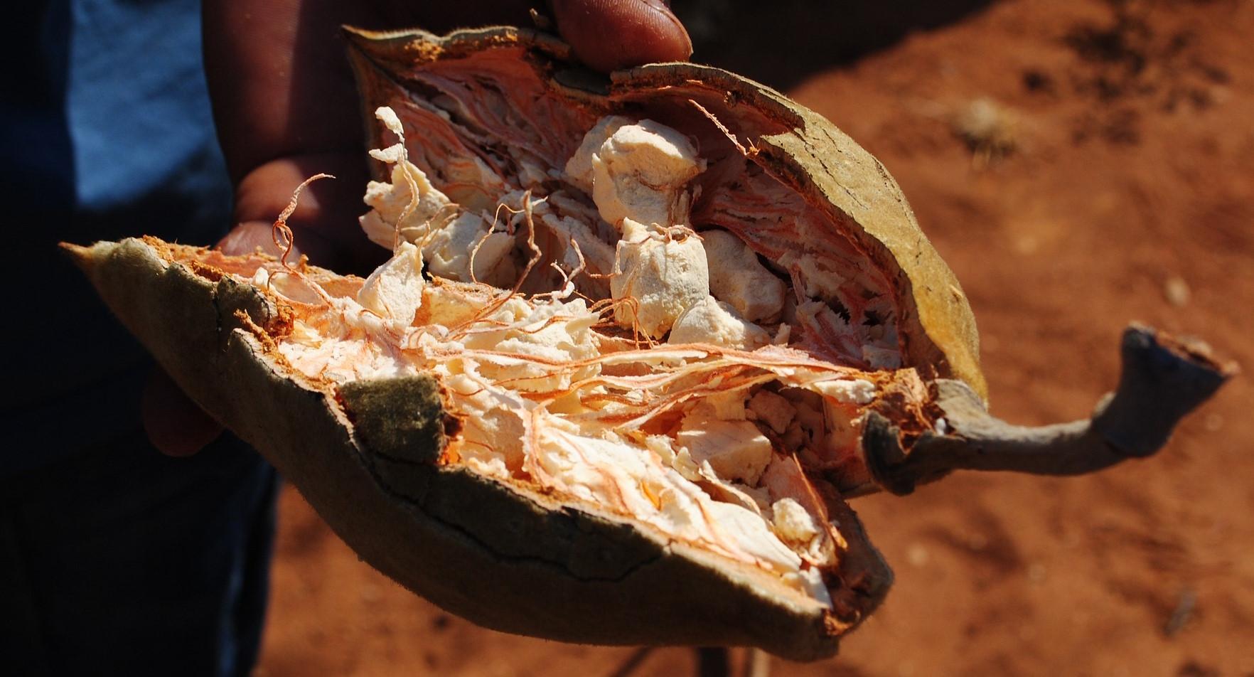 Cortar fruta de baobab con pulpa blanca (dominio público)