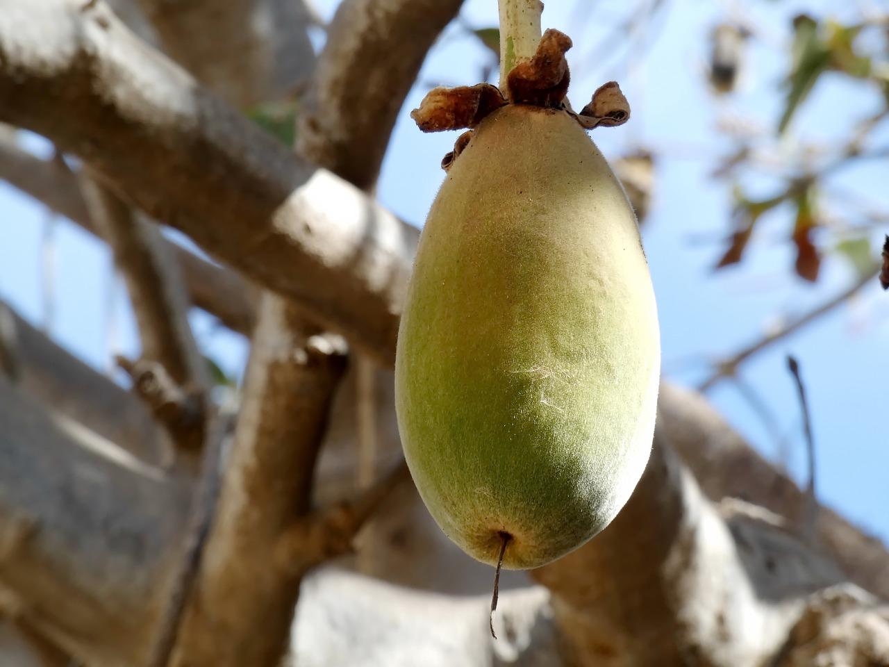 Baobab fruit (public domain)