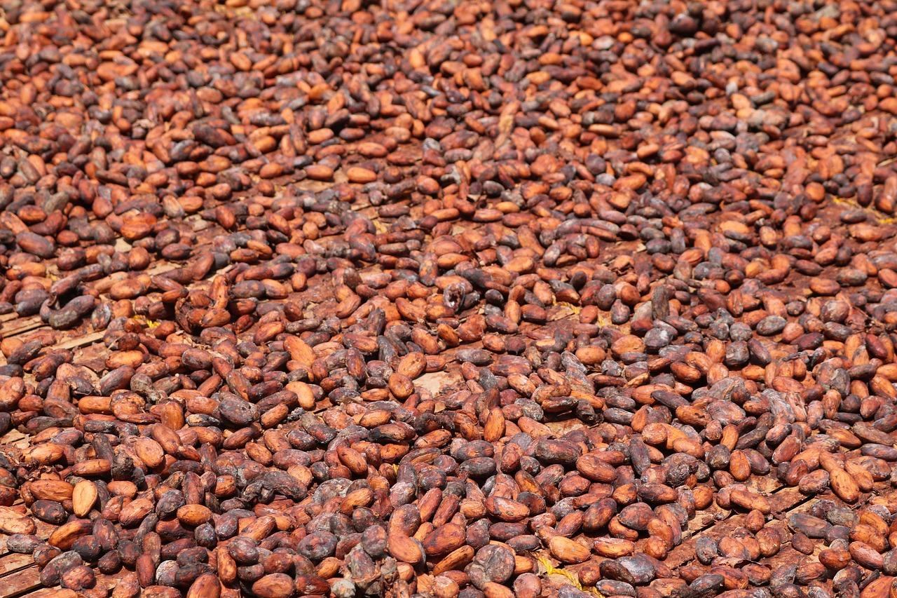 Grano de cacao fermentado secado naturalmente bajo el sol (dominio público)