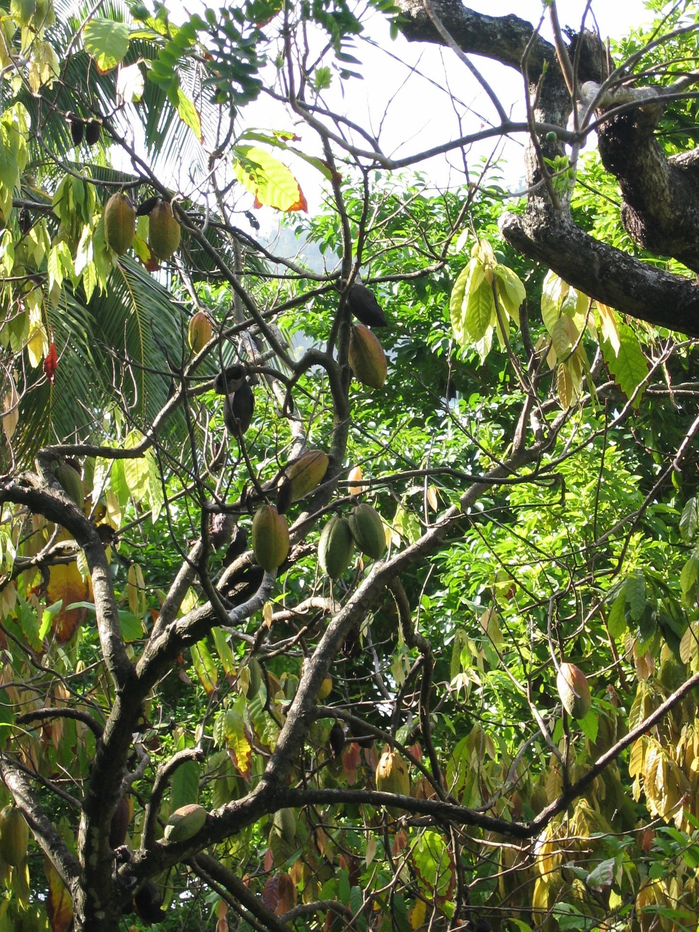 Cocoa tree (public domain)