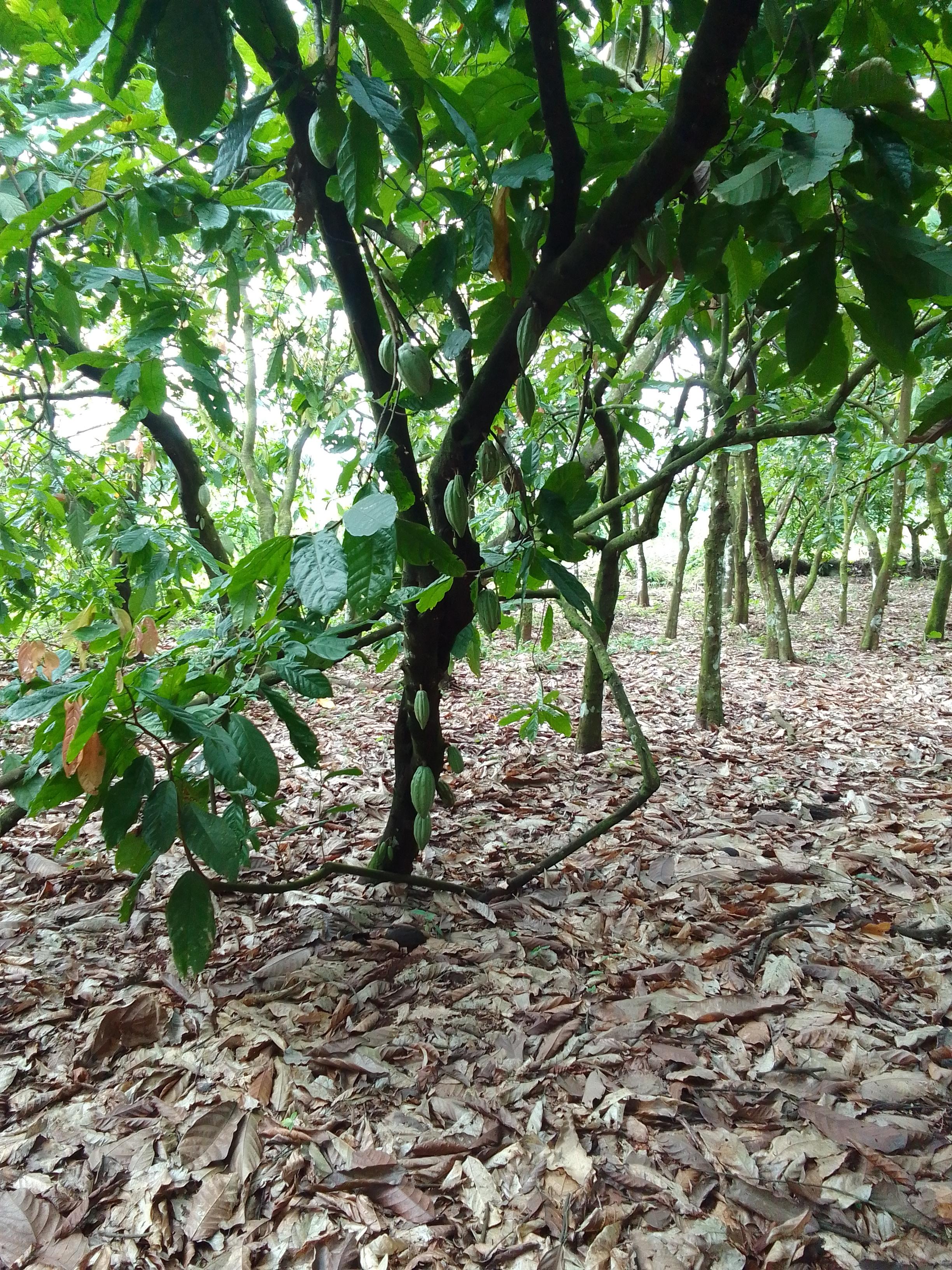 Plantation de cacao (Sahel Agri-Sol / domaine public)