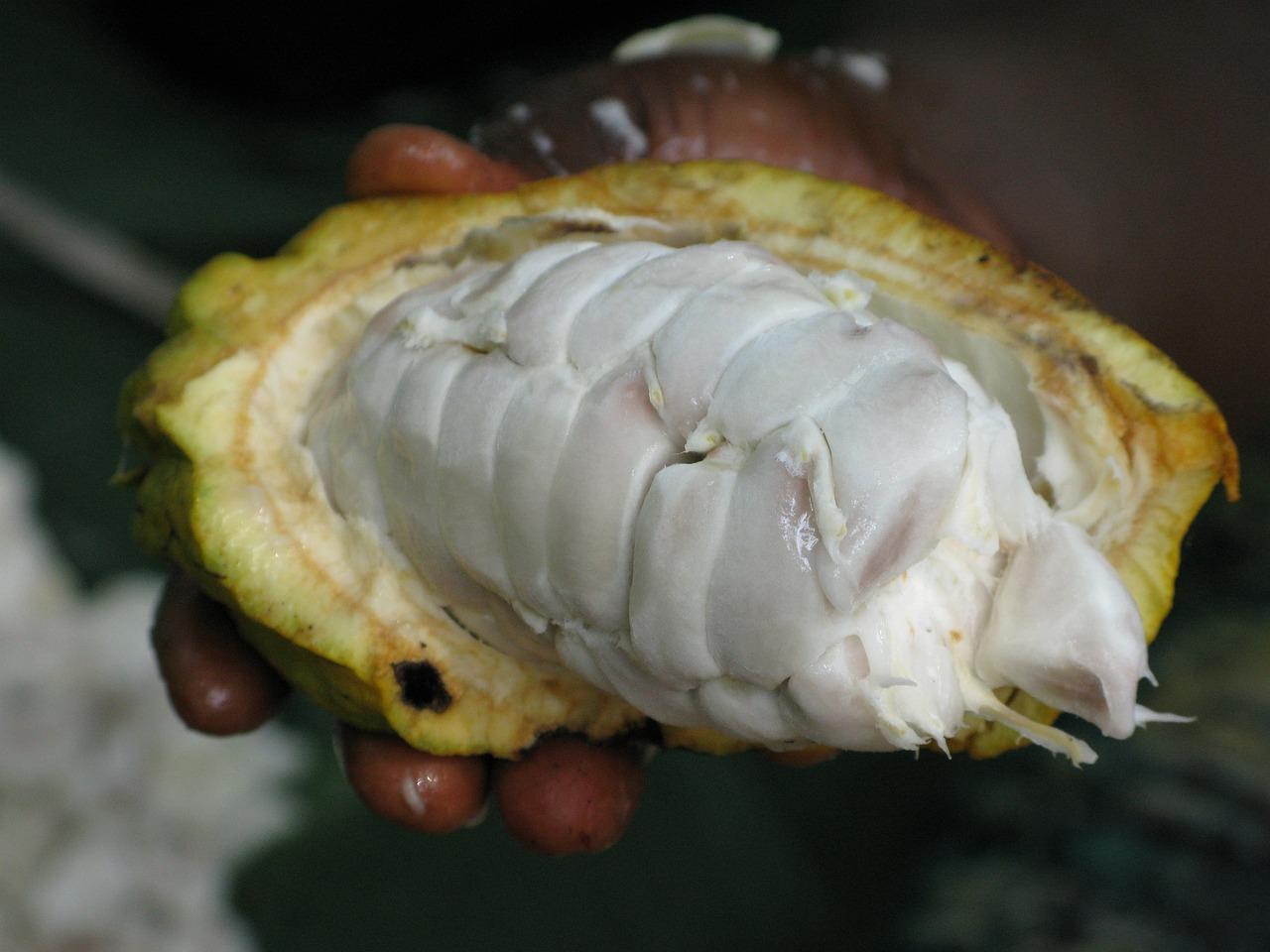 Cabosse de cacao (domaine public)