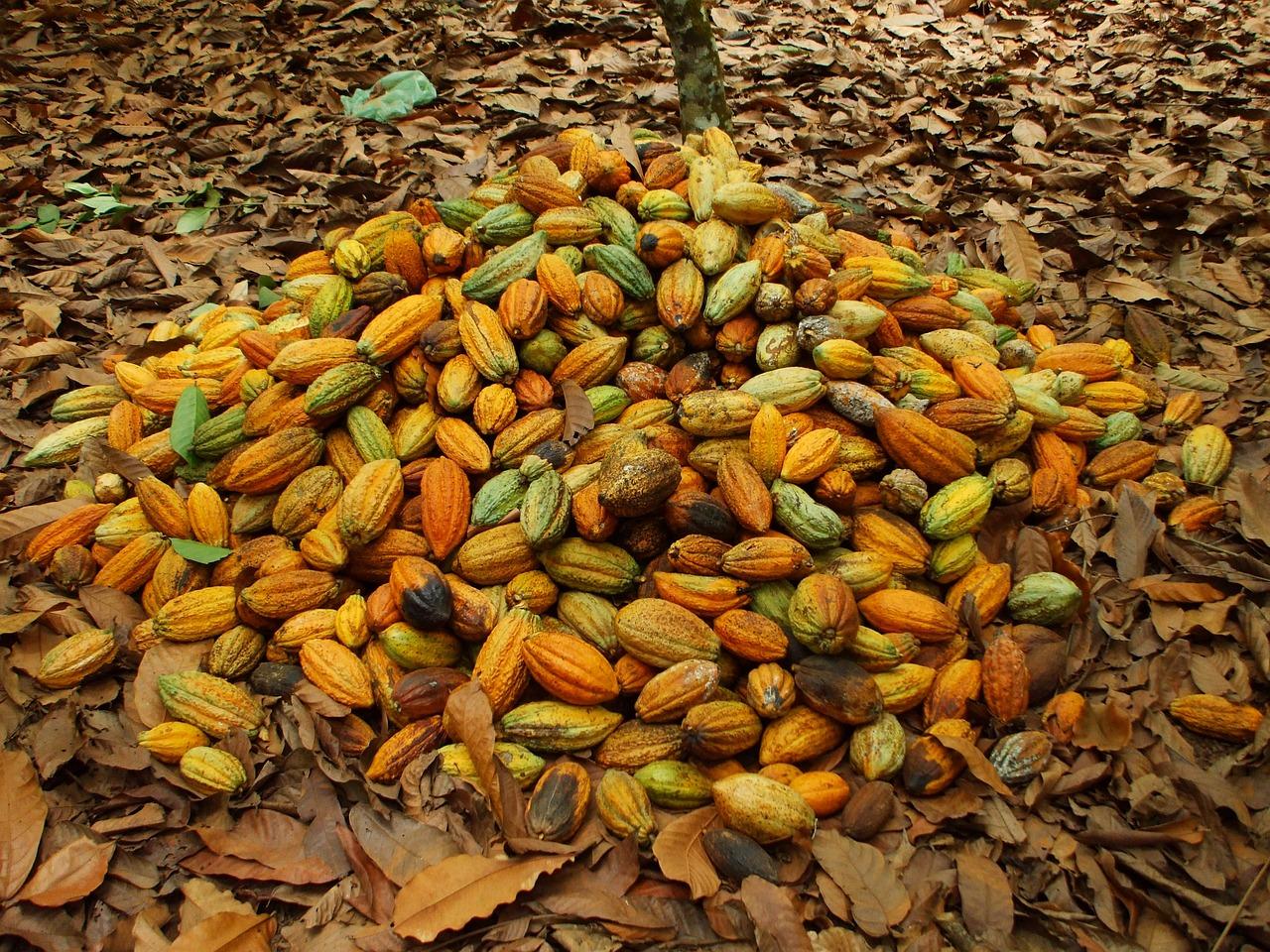 Cocoa pods (public domain)