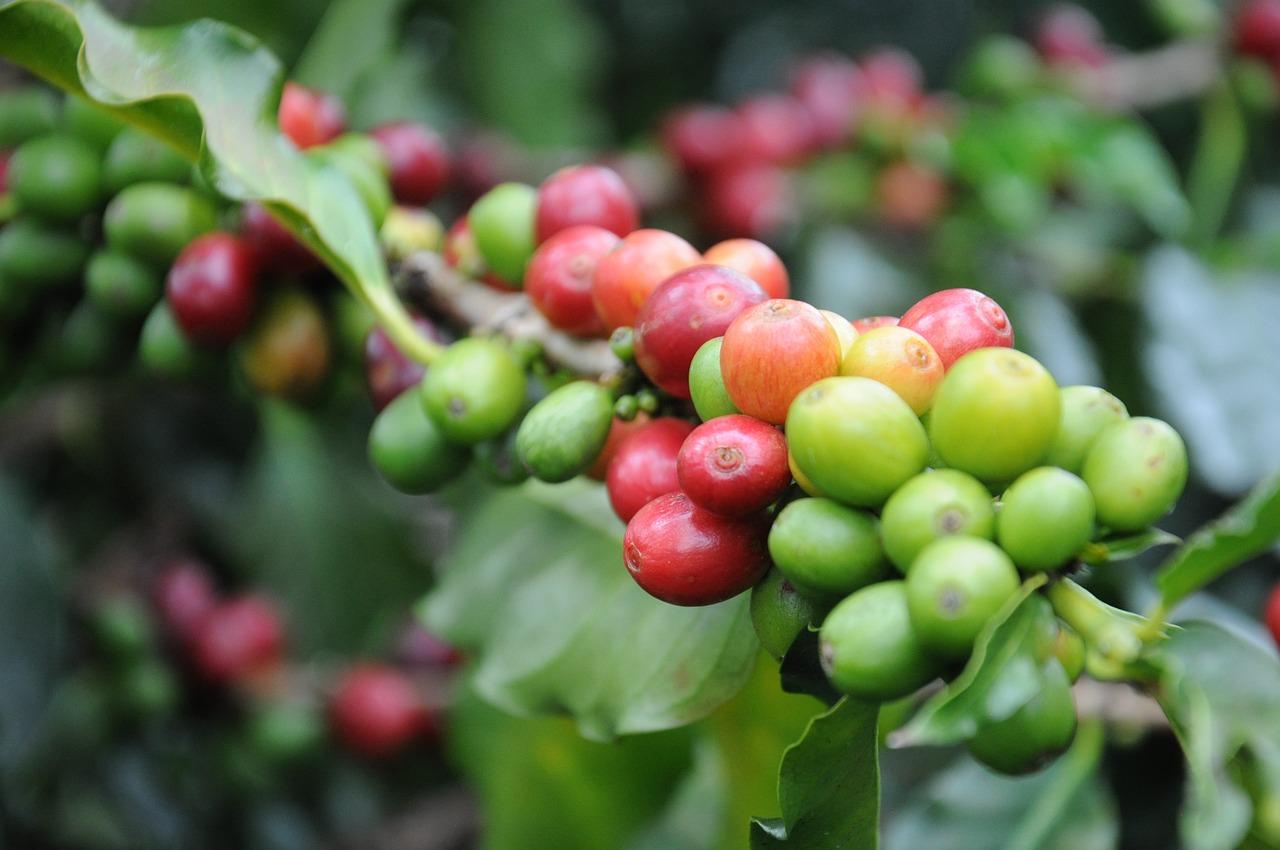 Coffee cherries (public domain)