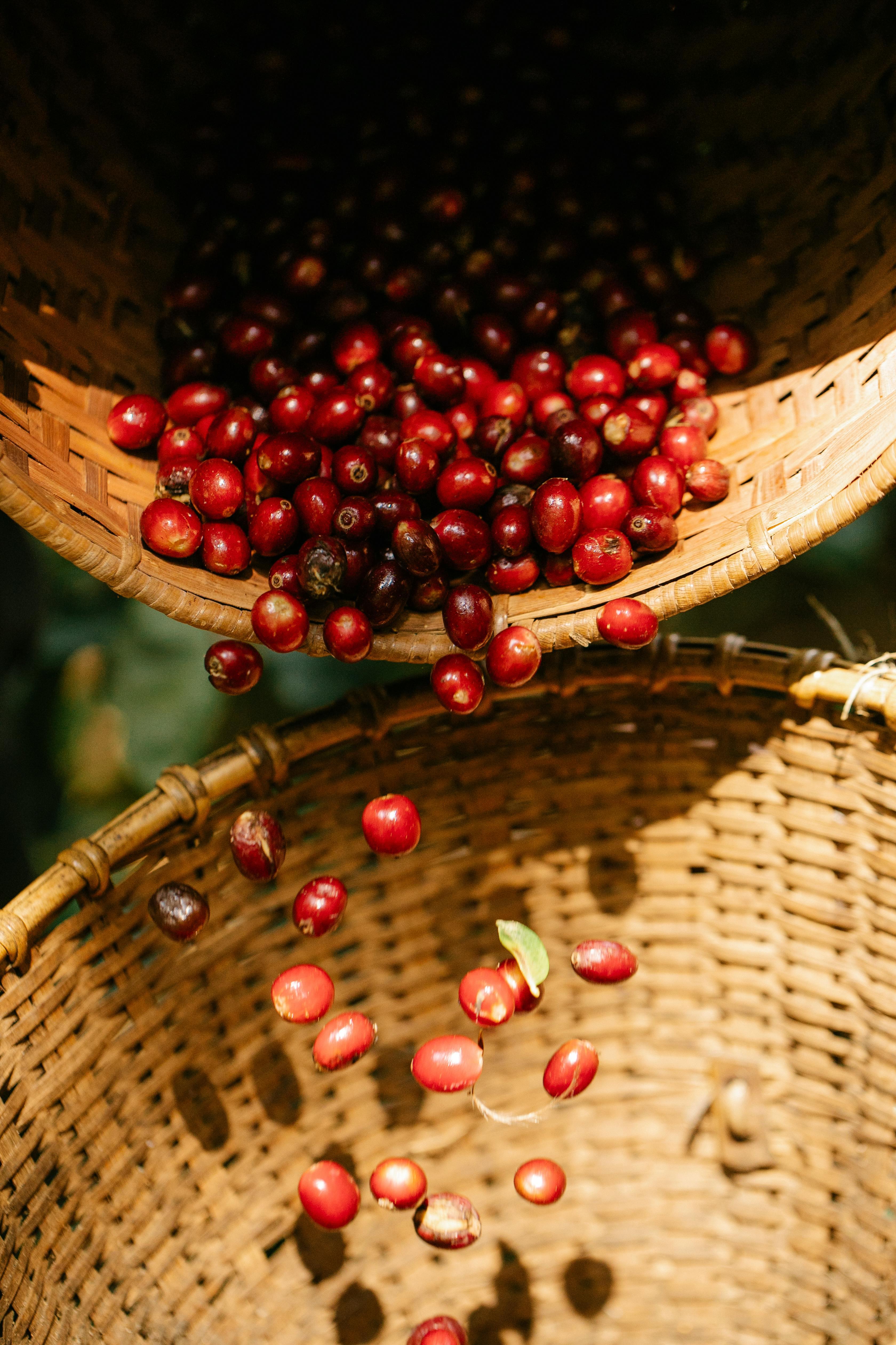 Coffees beans (public domain)