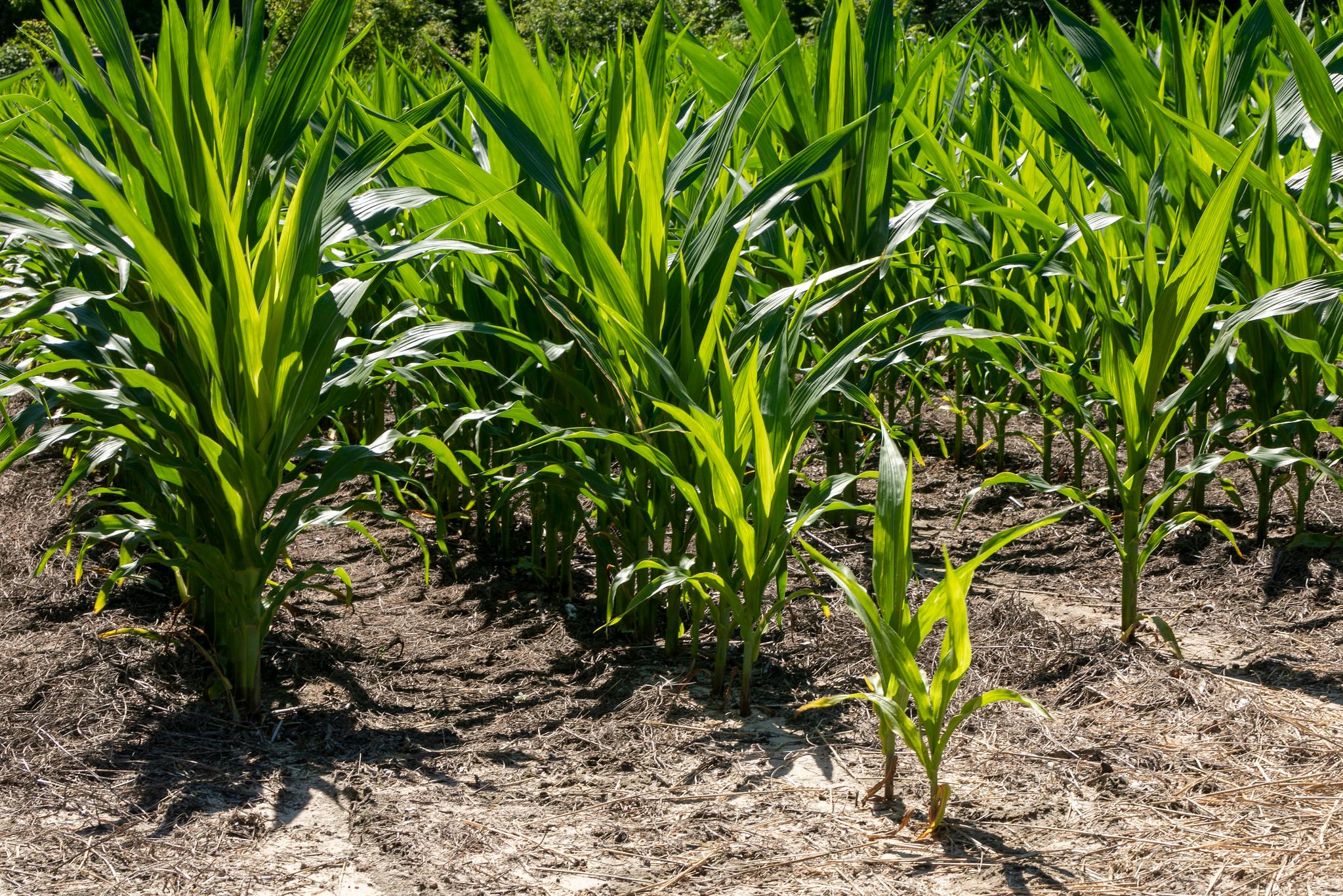 Corn field (Public domain)