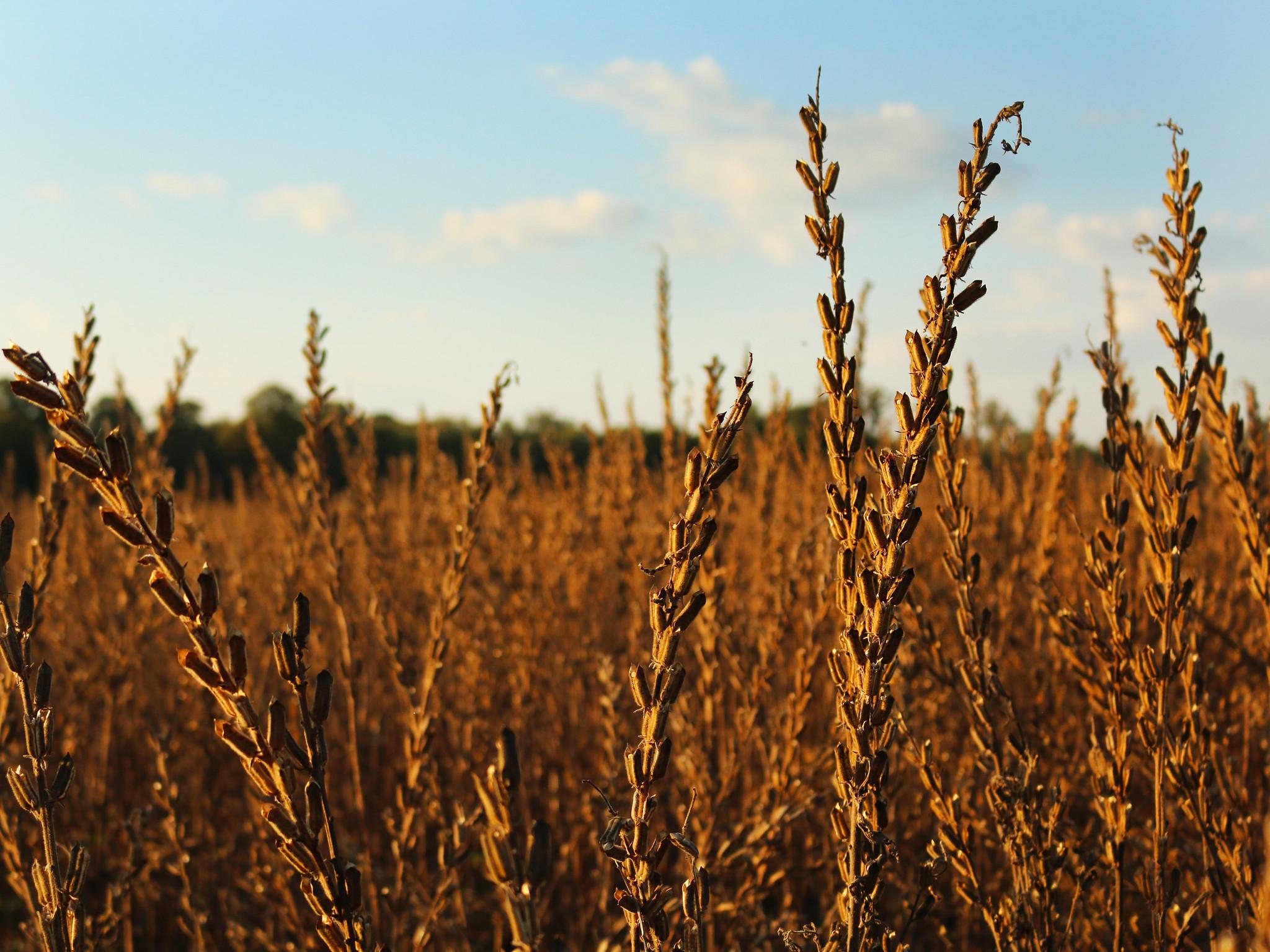 Sesame field at Harvest (Public domain)