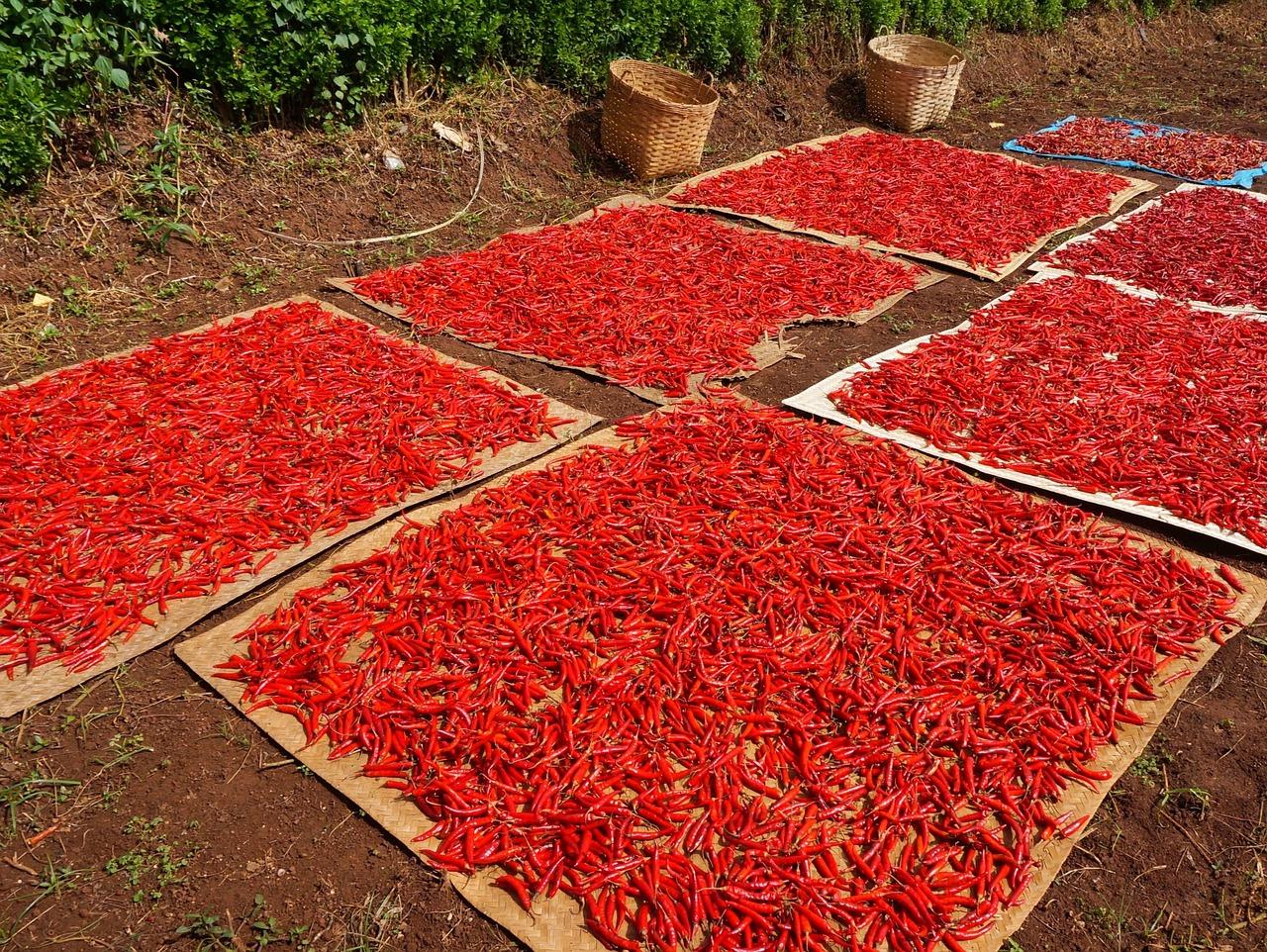 Séchage de piments rouges frais (domaine public)