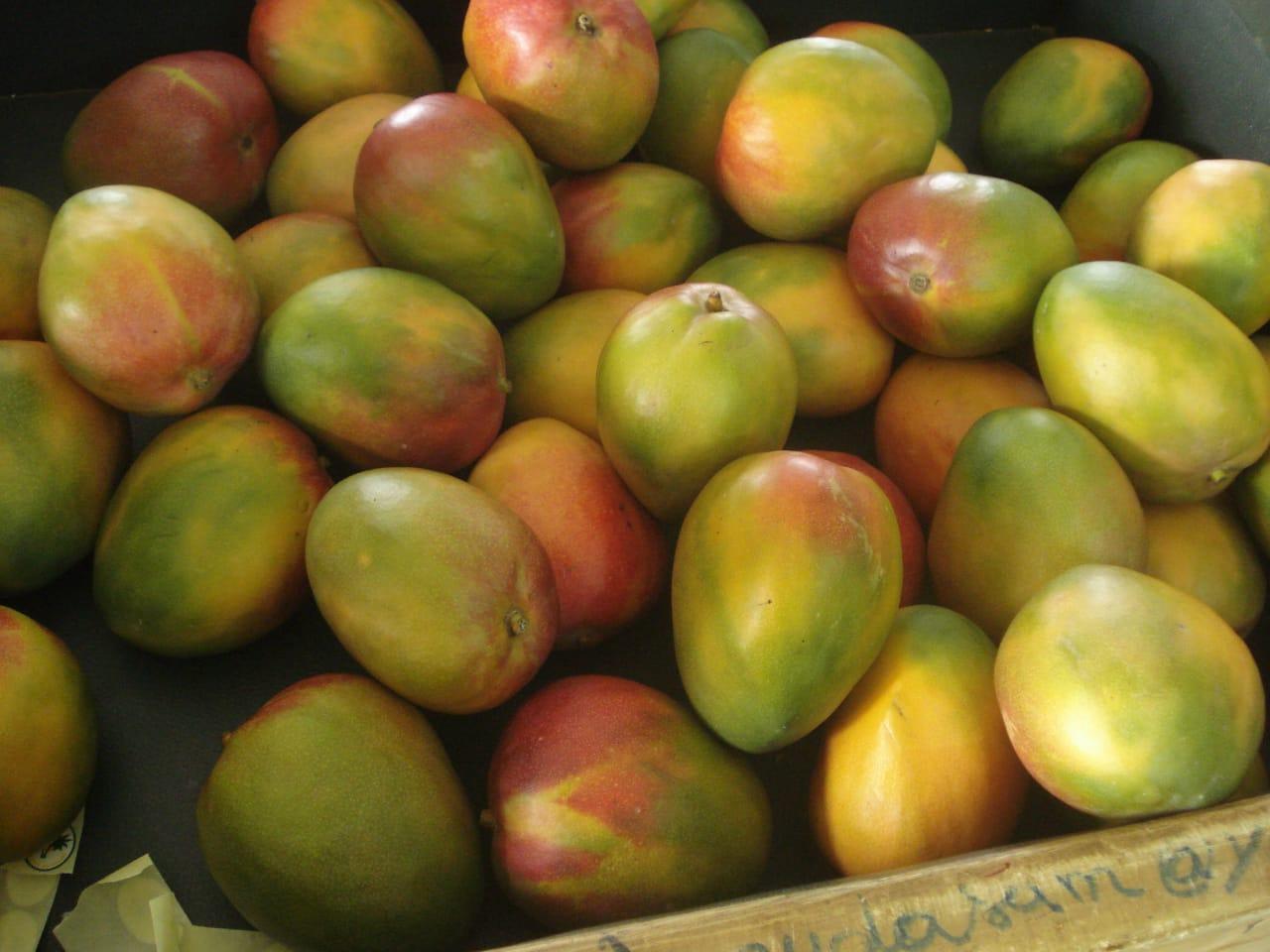 Mangos - variedad Kent (Sahel Agri-Sol / dominio público)