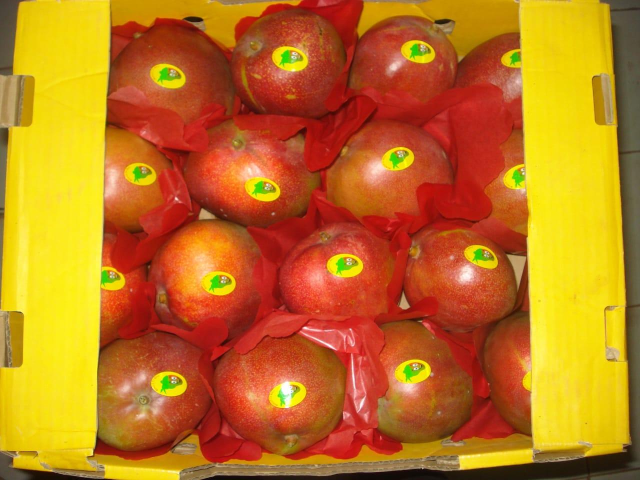 Mangos - variedad Kent (Sahel Agri-Sol / dominio público)