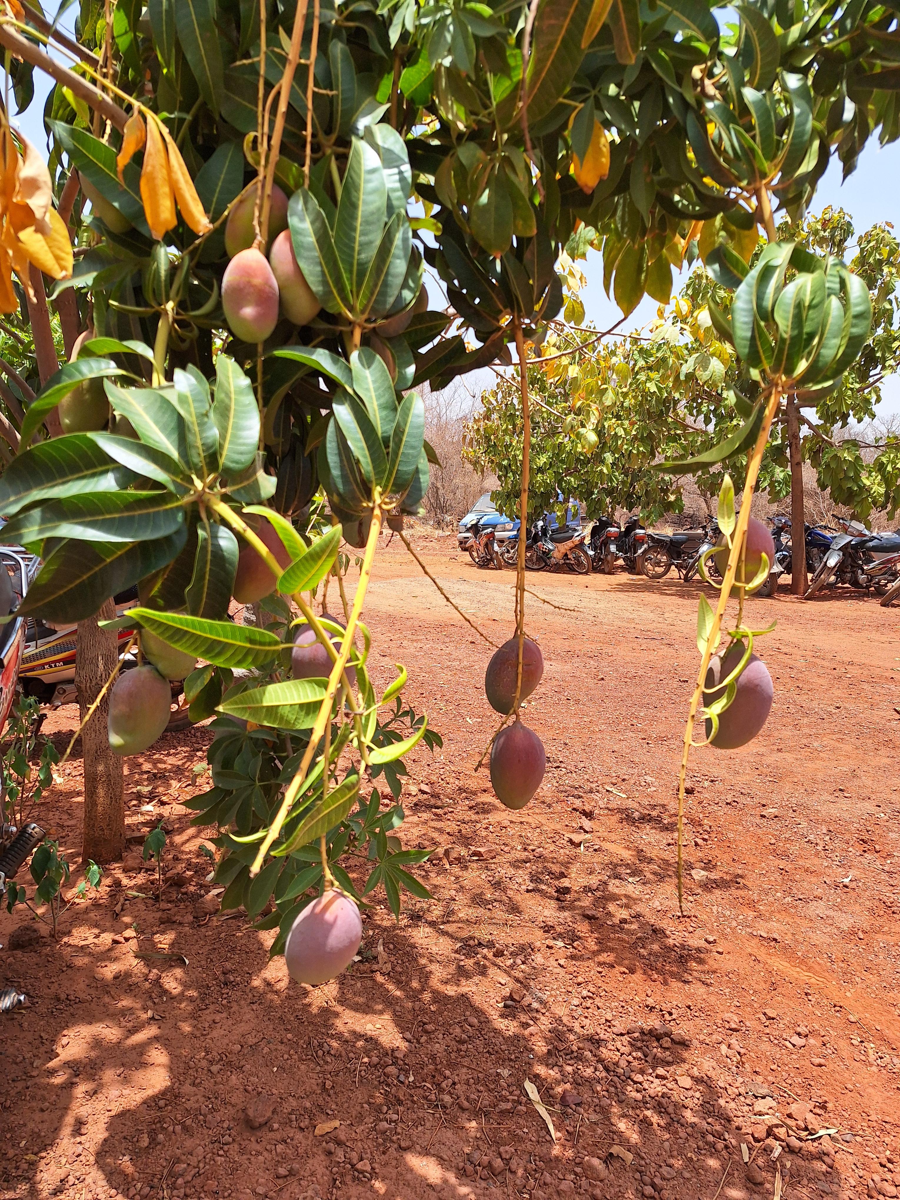 芒果树（Sahel Agri-Sol /公共领域）