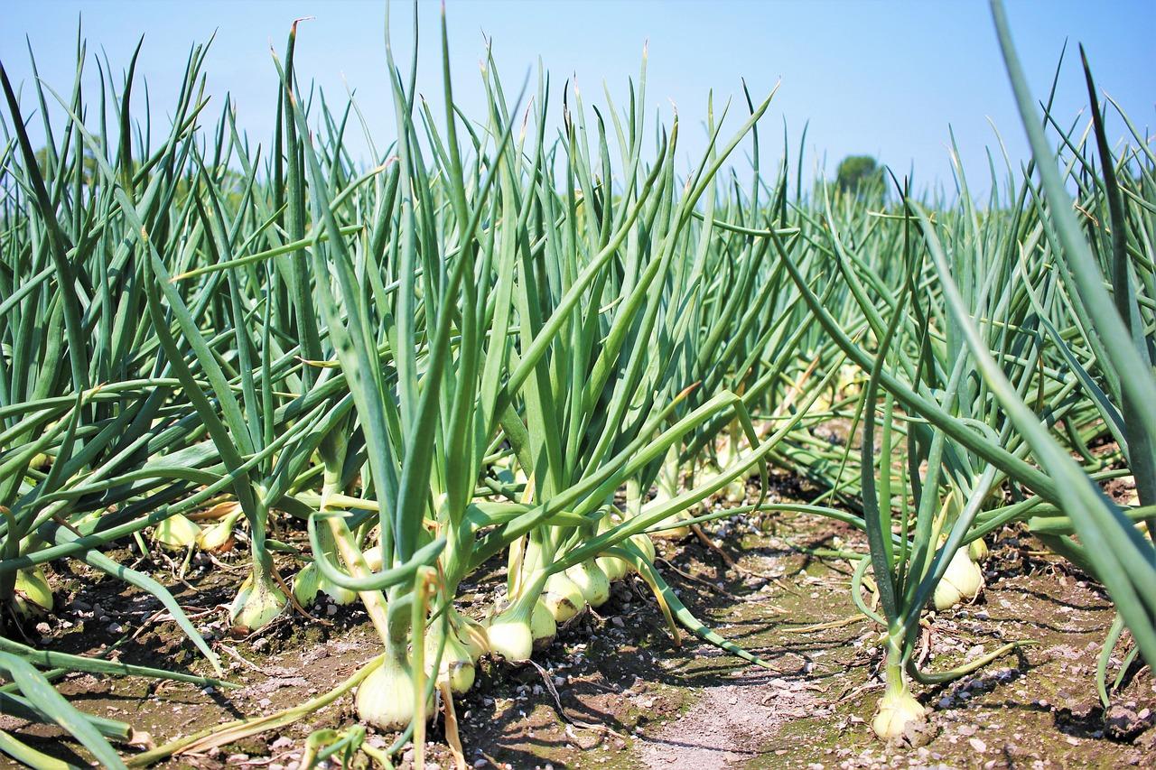 Onion field (public domain)