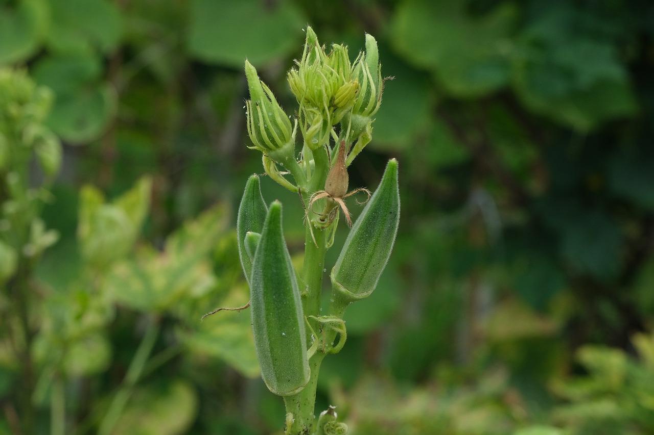 Une plante de gombo (domaine public)