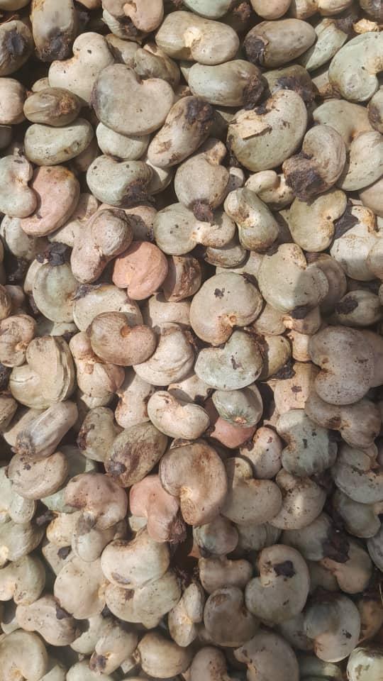 Raw Cashew Nuts (Sahel Agri-Sol / public domain)