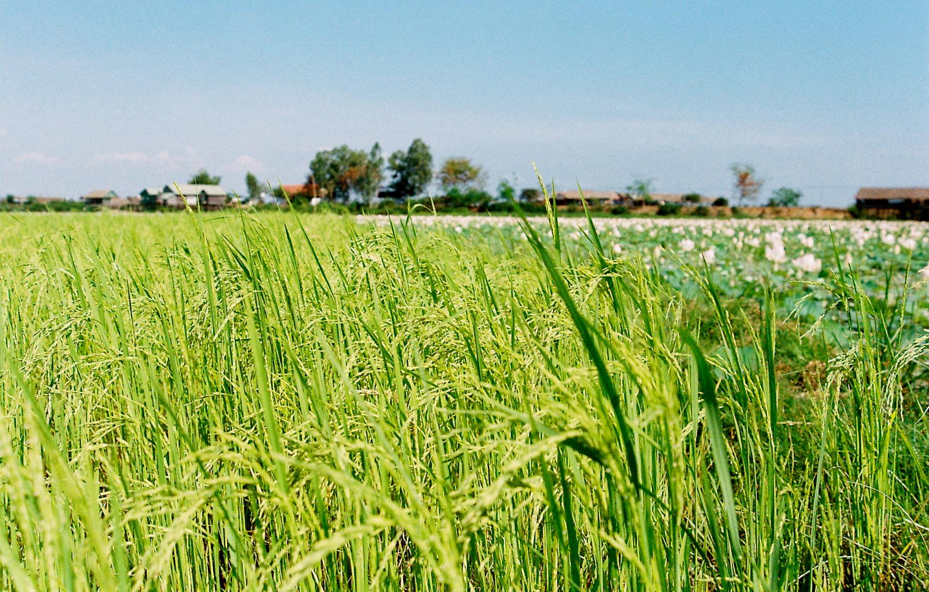 a rice field in Cambodia (credit: nalin a / Flickr CC BY-NC-ND 2.0 DEED Attribution-NonCommercial-NoDerivs 2.0 Generic )