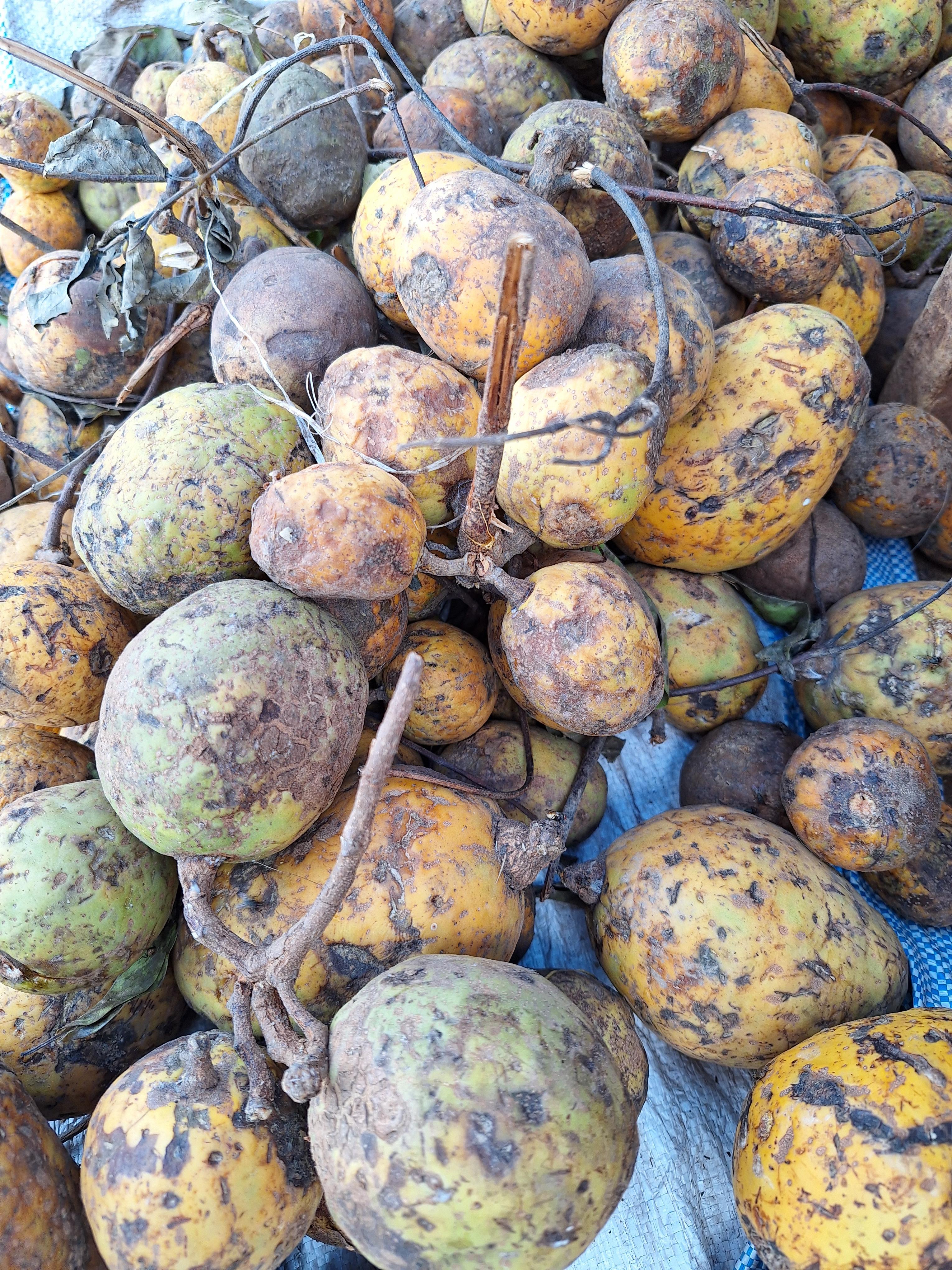 Fruta de Saba (Sahel Agri-Sol / dominio público)