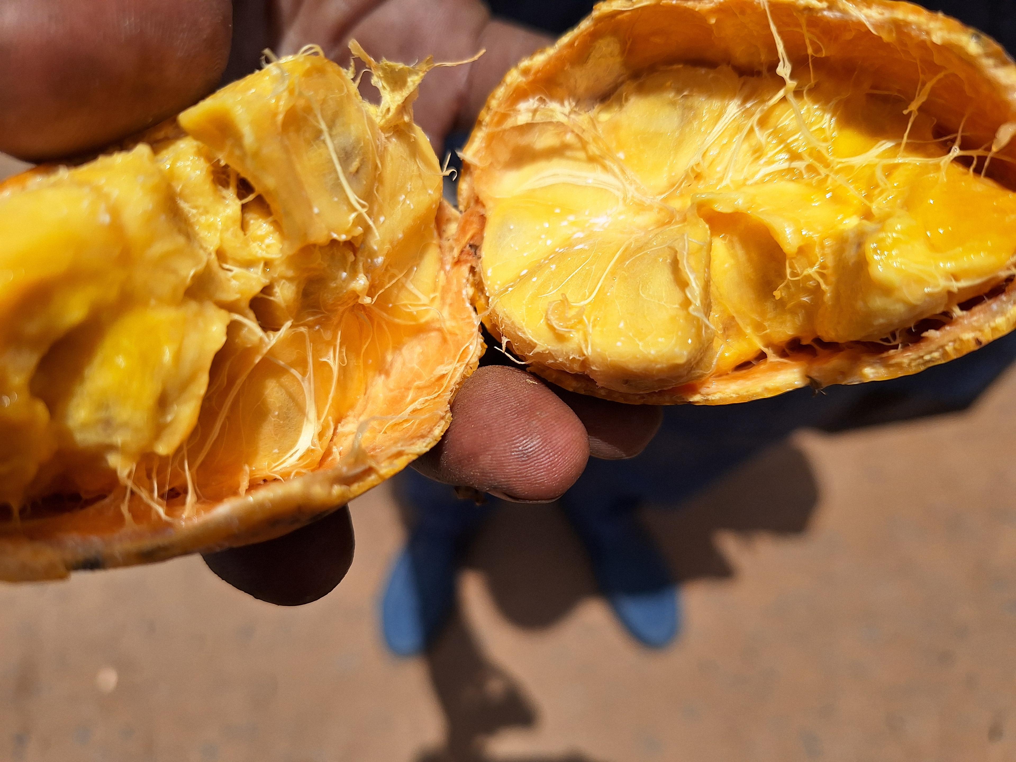 Fruta cortada de Saba (Sahel Agri-Sol / dominio público)