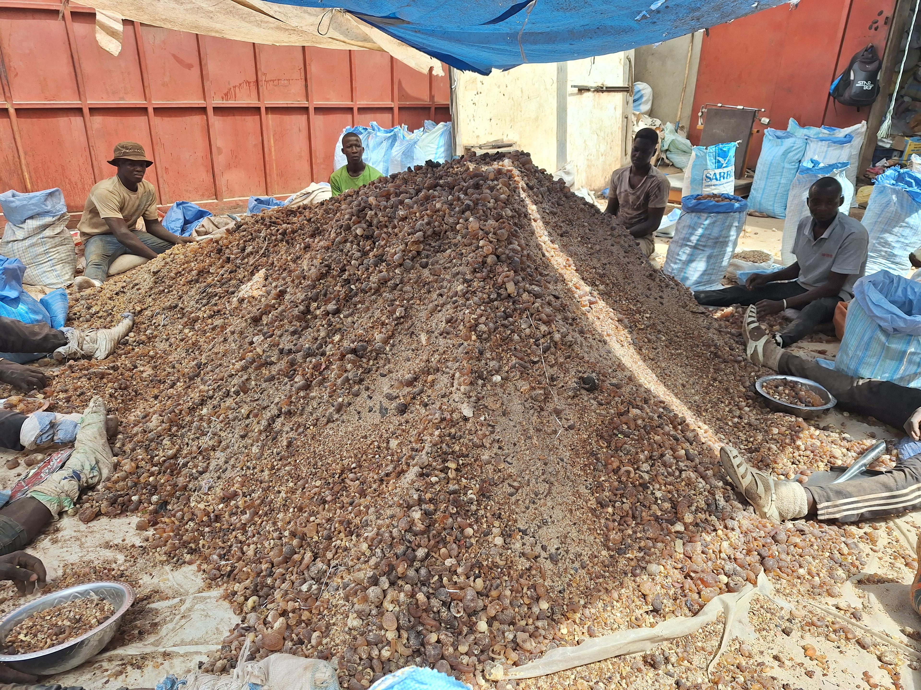 Trabajadores clasificando goma arábiga (Sahel Agri-Sol / dominio público)