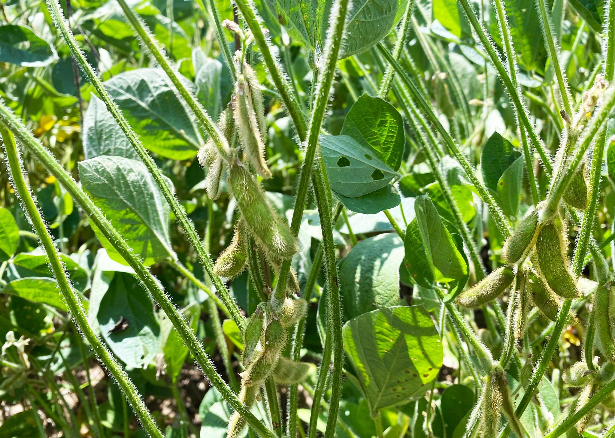 Soybean field (Public domain)