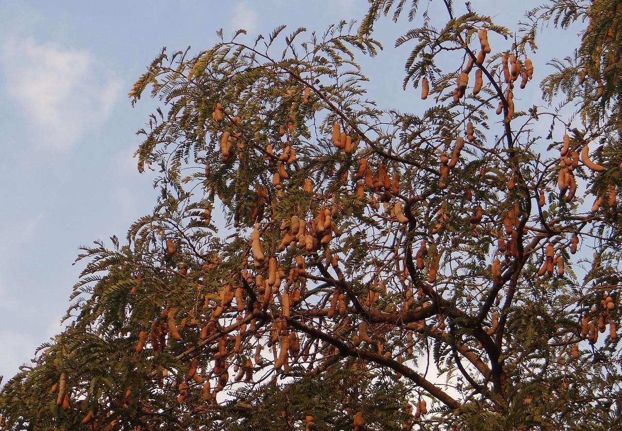 Árbol de tamarindo (dominio público)