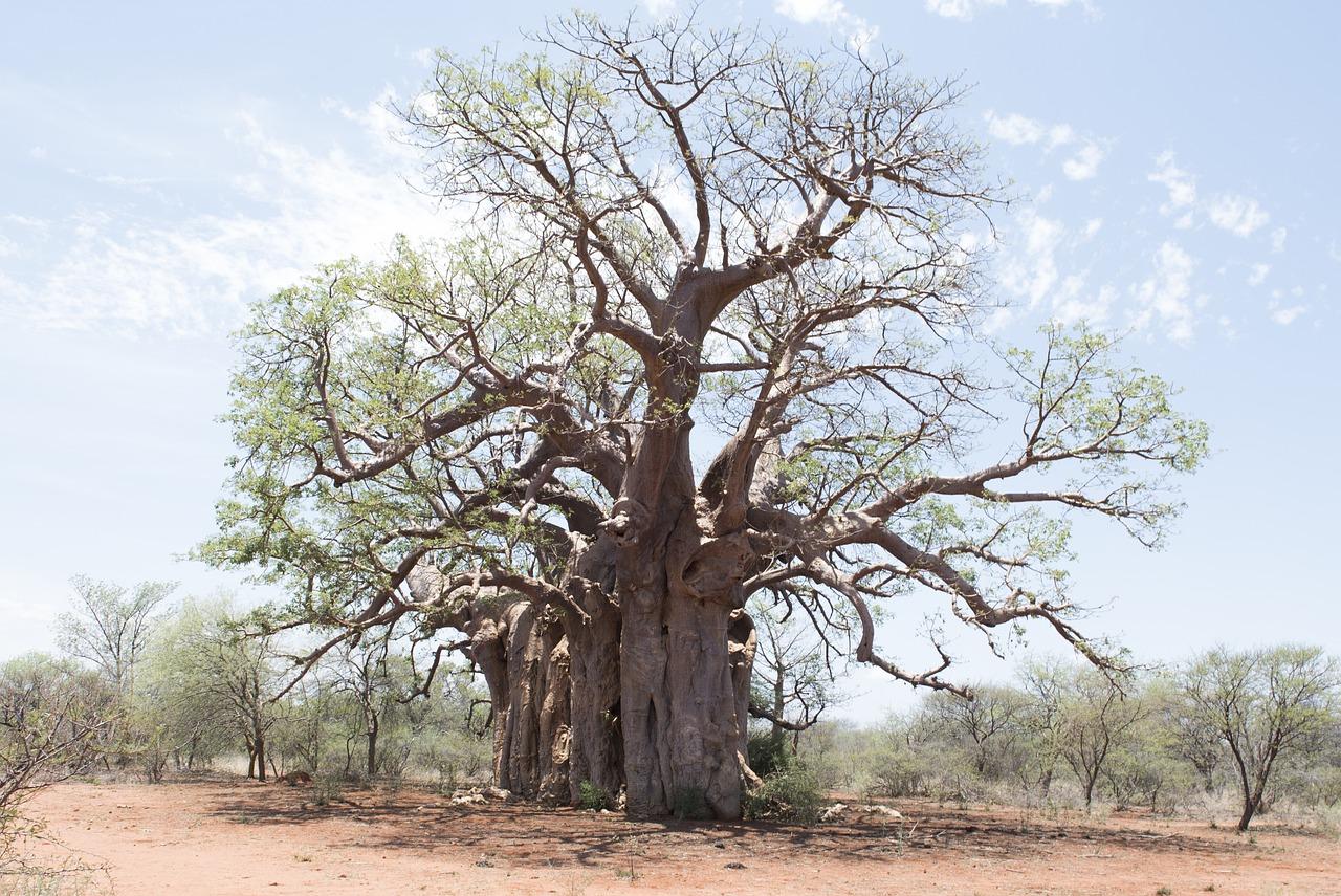 Baobab tree (public domain)