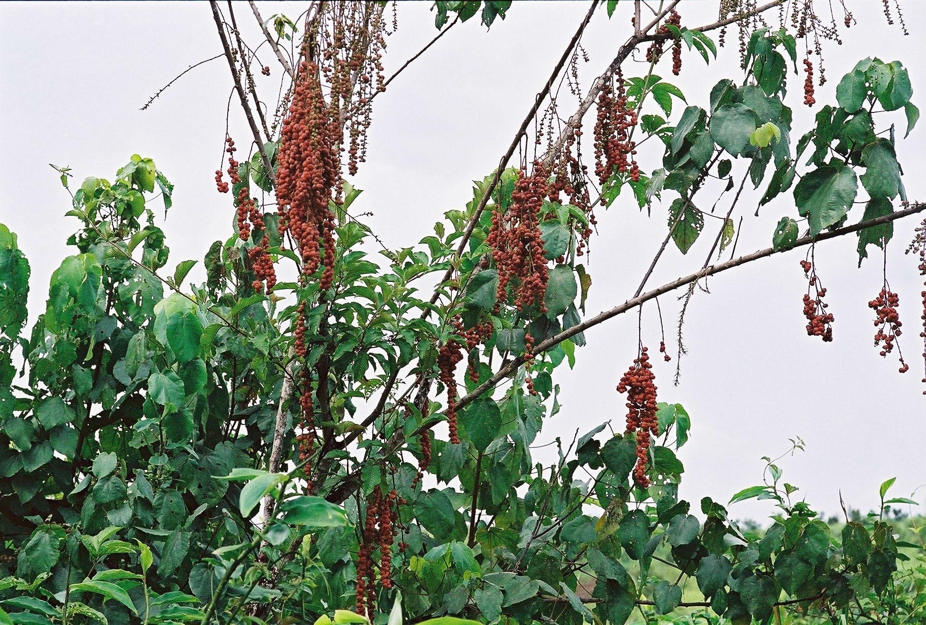 Djeka, también conocida como Alchornea cordifolia (Scamperdale / Flicker CC BY-NC 2.0 DEED Atribución-No comercial 2.0 Genérico)