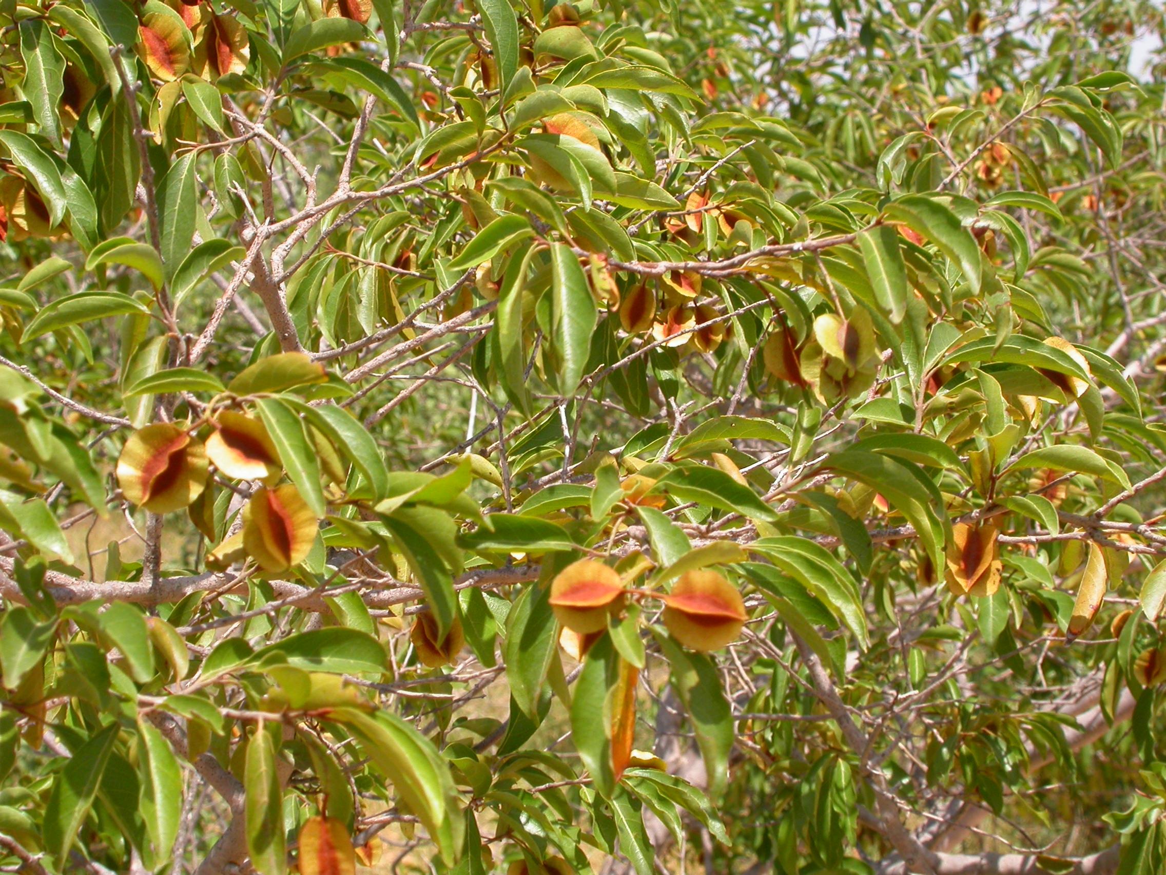 Combretum micranthum, Kinkeliba. Près de Bobo-Dioulasso, Burkina Faso (Par Marco Schmidt — Travail personnel, CC BY-SA 2.5)