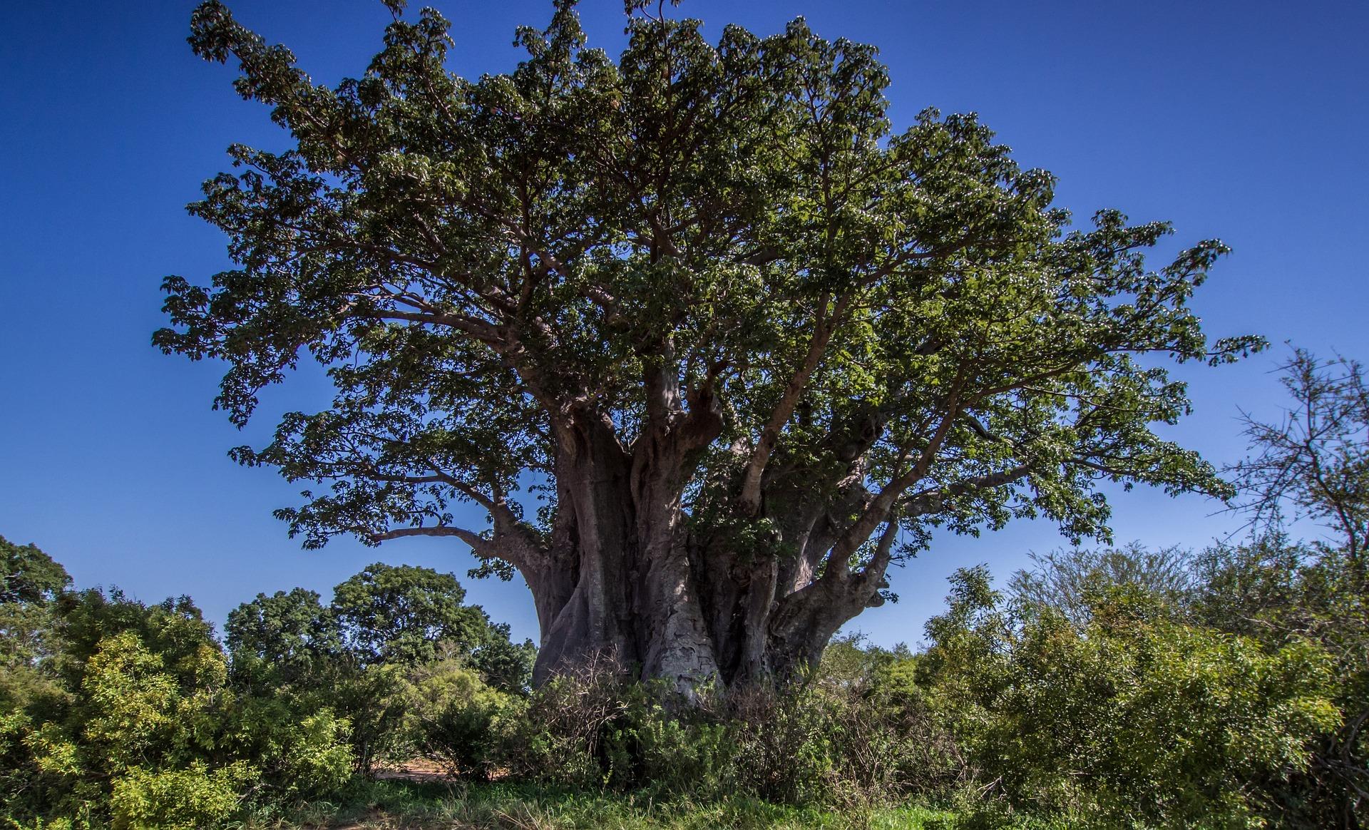 Baobab tree (public domain)