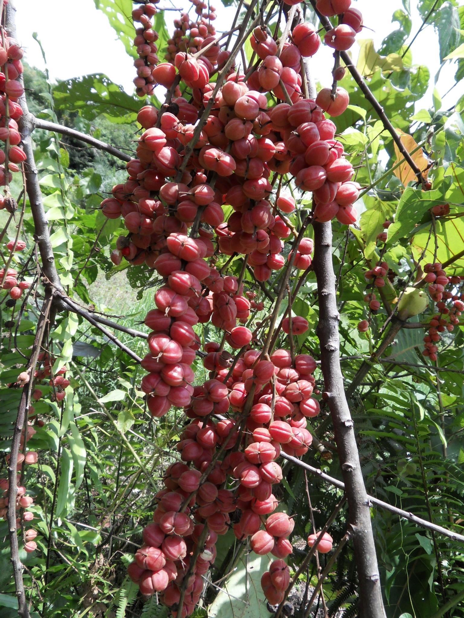 Frutas Djeka, también conocidas como frutas Alchornea cordifolia (Scamperdale / Flickr CC BY-NC 2.0 DEED Attribution-NonCommercial 2.0 Generic)