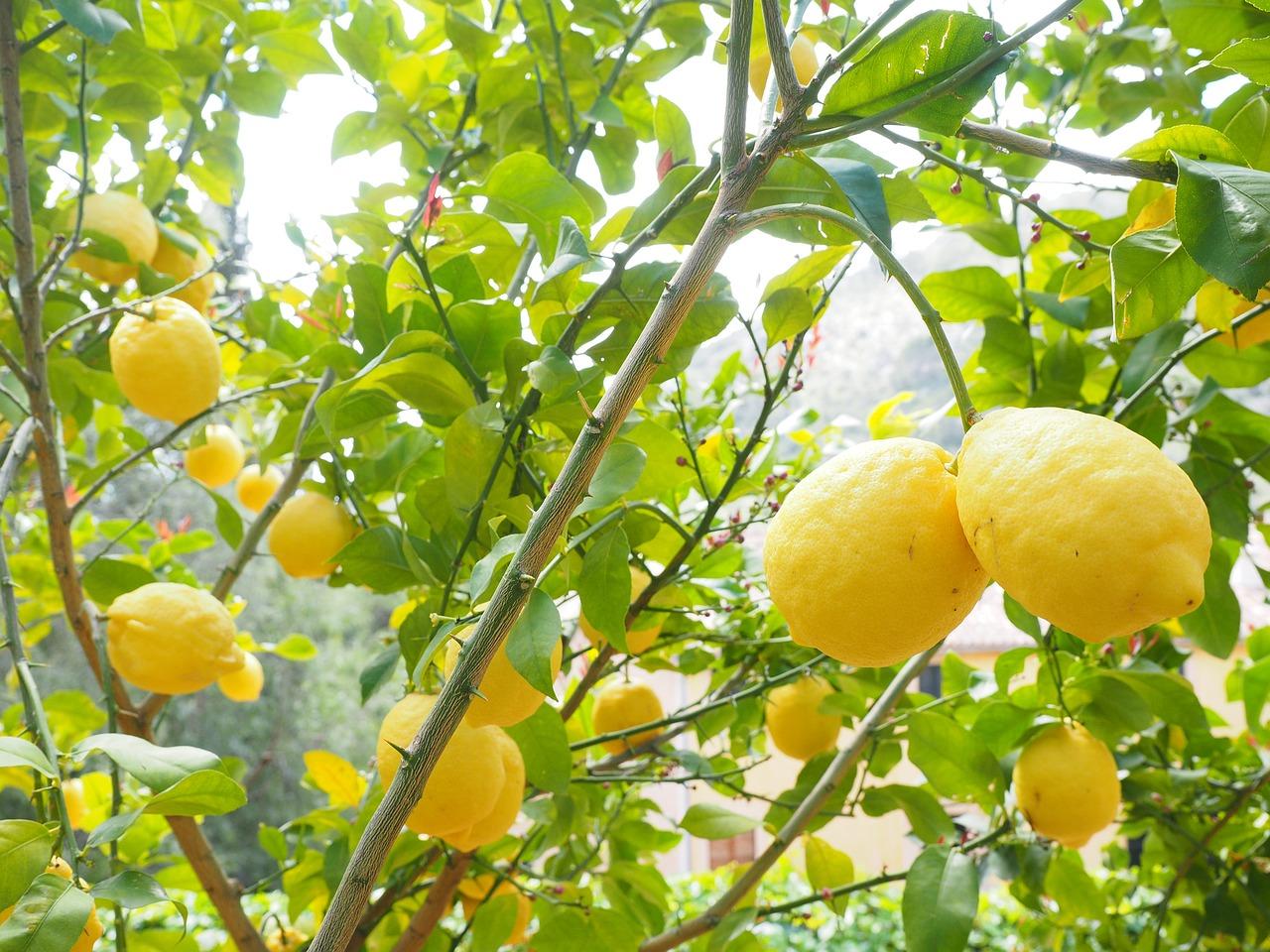 Lemon tree (public domain)