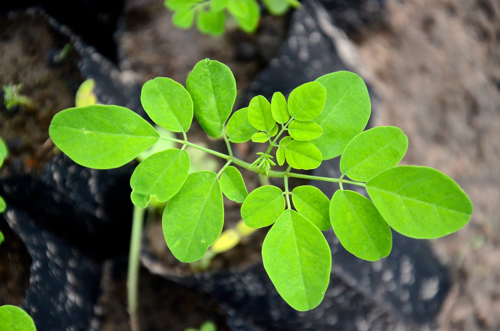 Young Moringa Oleifera tree (Lauren Seibert / Flickr CC BY-NC 2.0 DEED Attribution-NonCommercial 2.0 Generic)