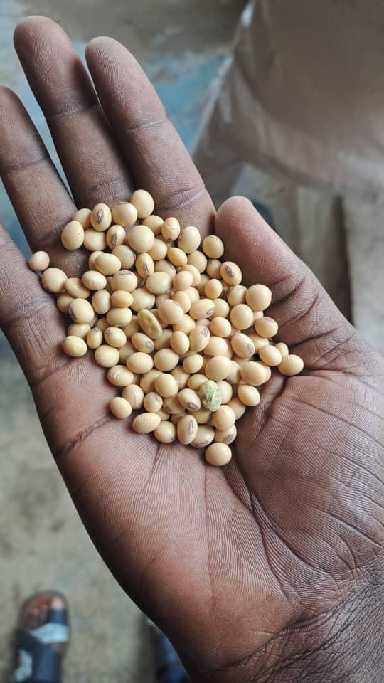 Soybean grains (Sahel Agri-Sol / public domain)