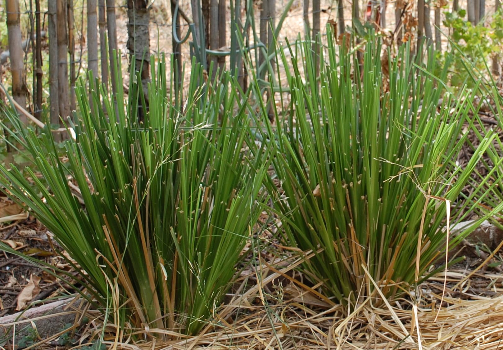 Plante de vétiver (Finca la Casilla / Flickr CC BY-SA 2.0 DEED Attribution - Partage dans les Mêmes Conditions 2.0 Générique)