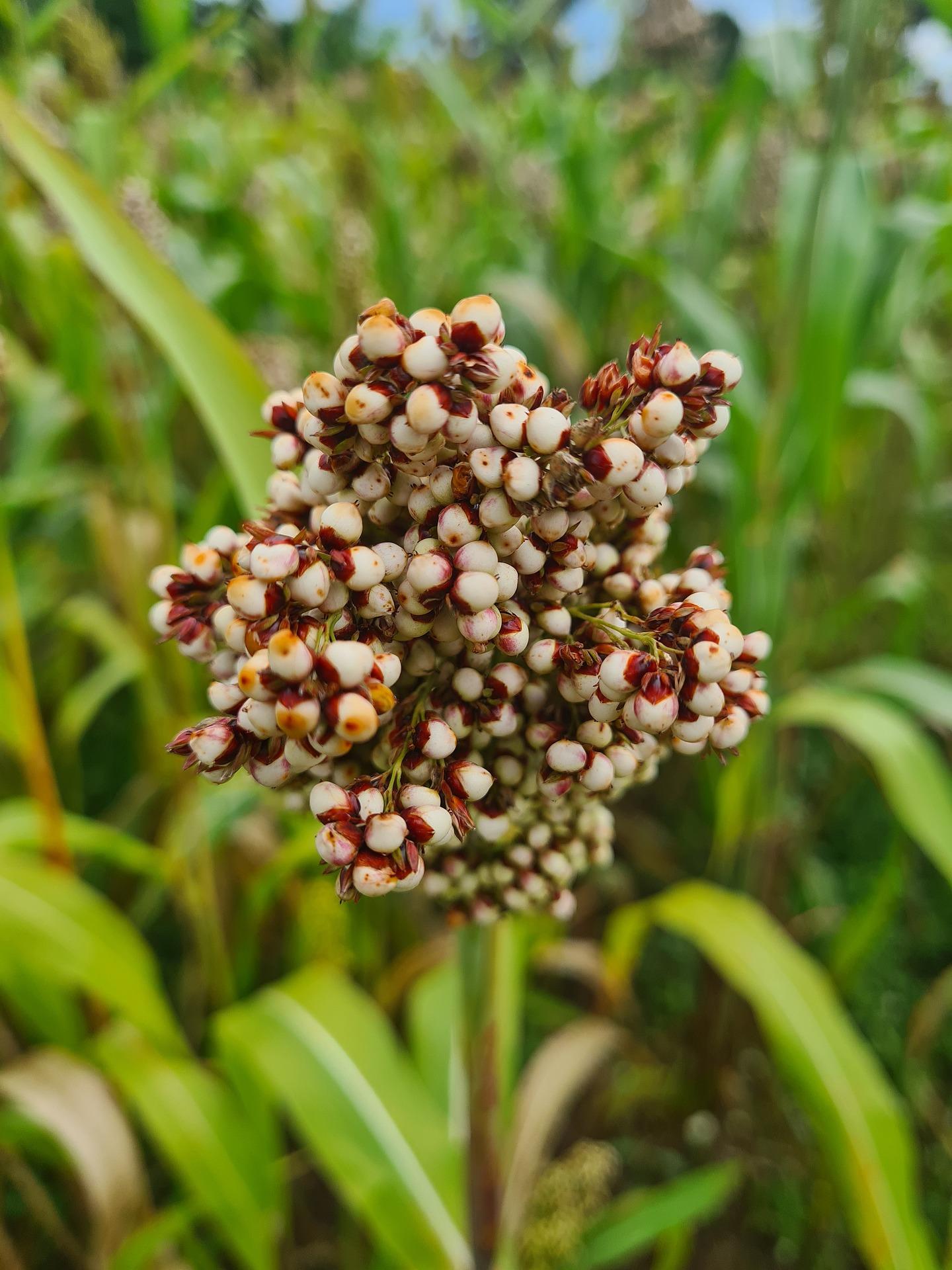 Sorghum plant (Pixabay / public domain)