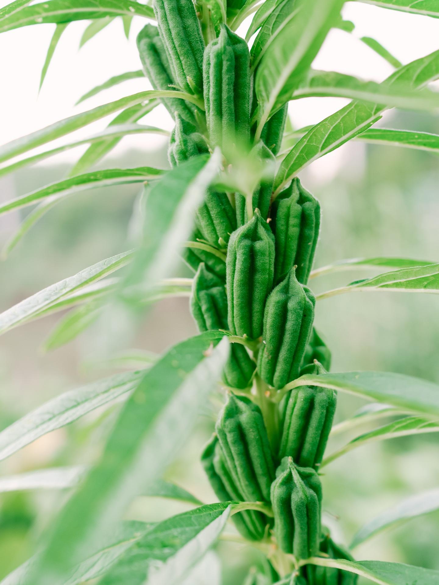 芝麻植物（公共领域）