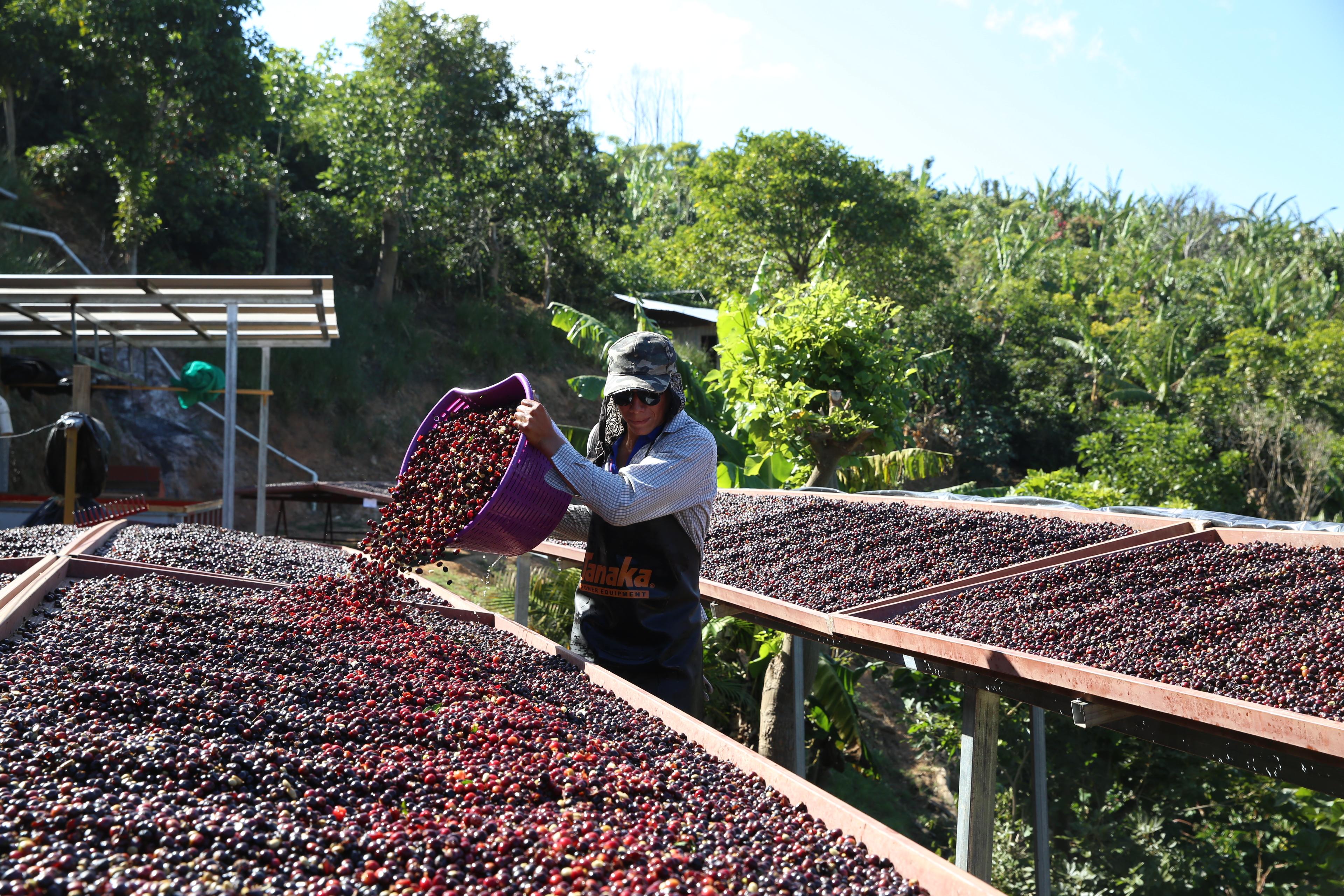 Un ouvrier de la micro-usine Mirazu, dans la région de Todos los Santos au Costa Rica, étale les cerises de café pour les faire sécher au soleil (crédit : Luis Salazar/Crop Trust / Flickr CC BY-NC-ND 2.0)