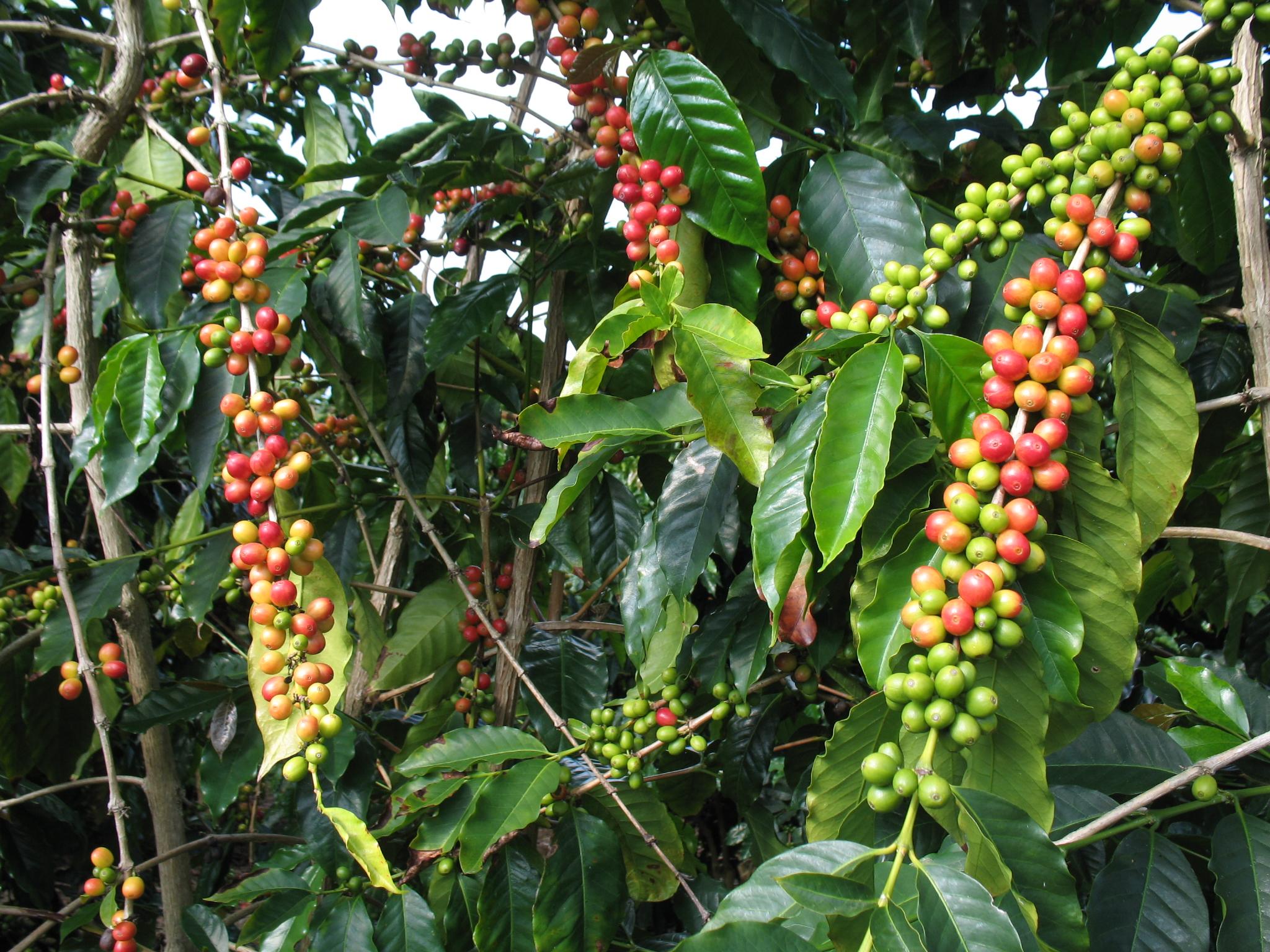 Cerises de café (crédit : Kyle Mahan / Flickr CC BY-NC 2.0)