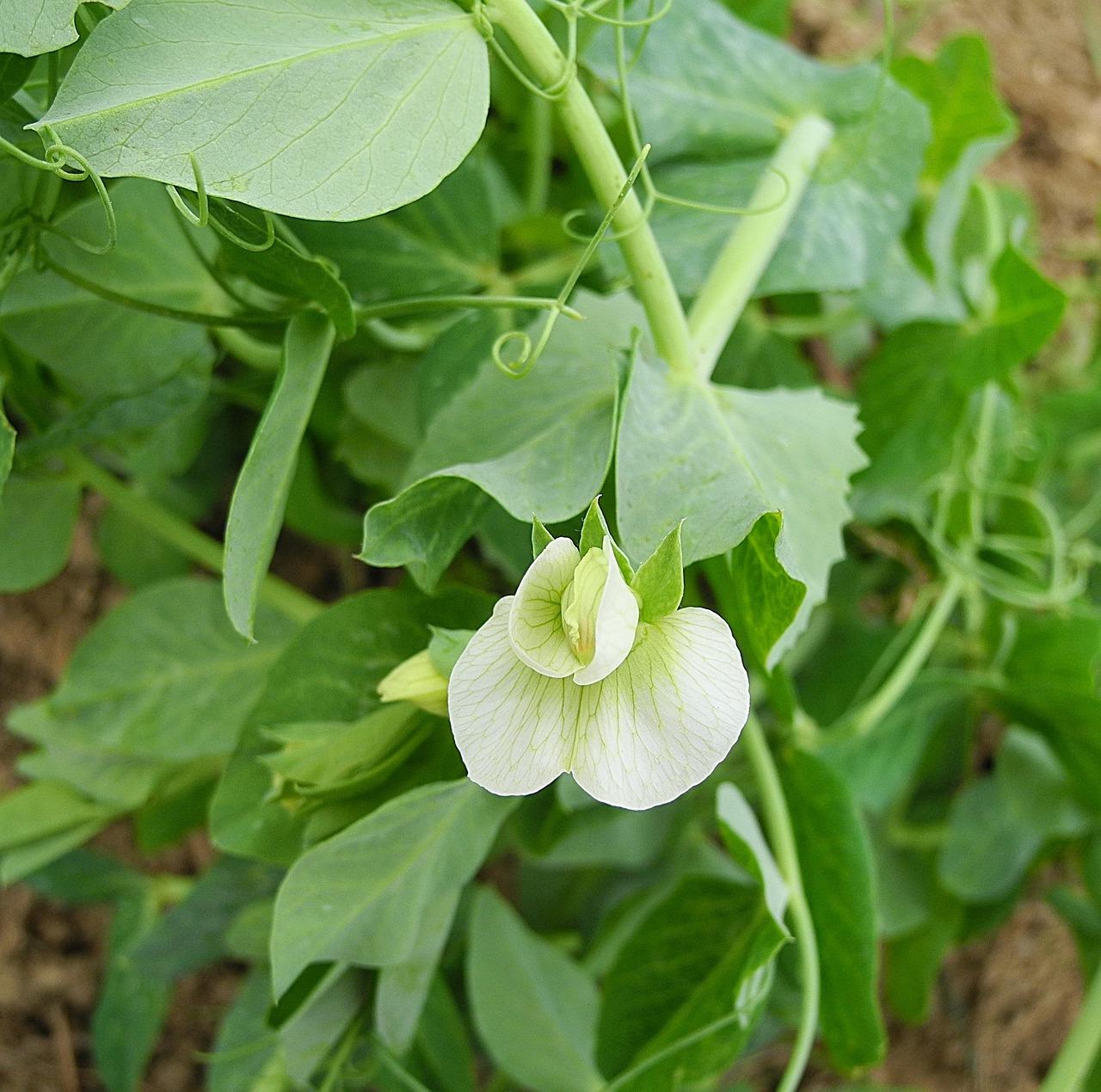 Pigeon Pea plant (Pixabay / public domain)