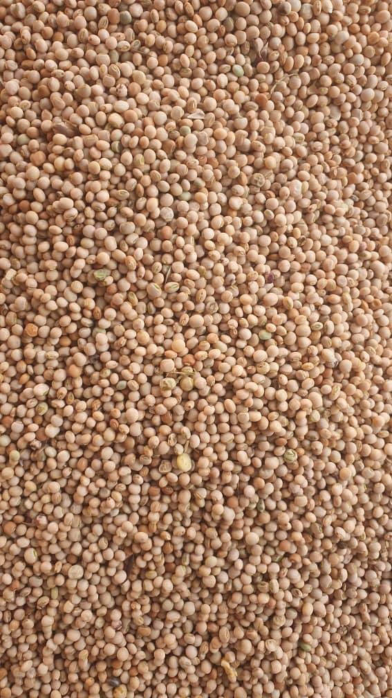 Pigeon Peas (Sahel Agri-Sol / public domain)