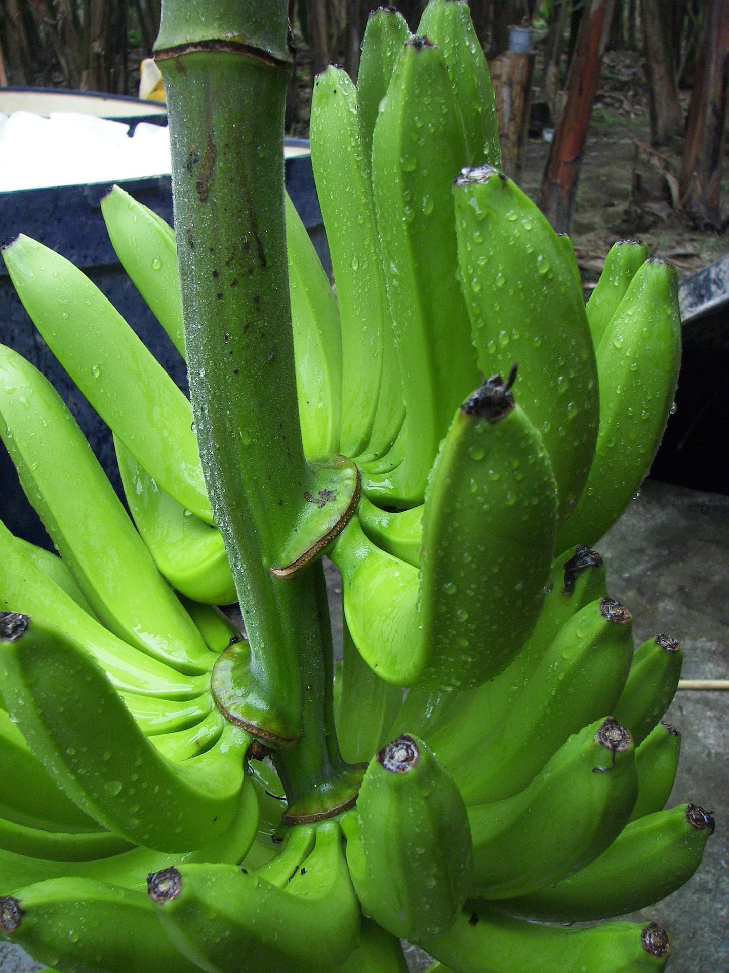 Banany Cavendish (Pixabay / domena publiczna)