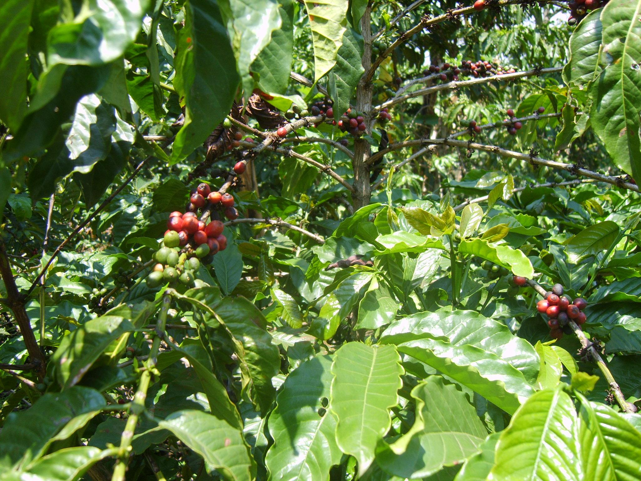 Coffee tree in Uganda (credit: Venture Uganda Travel / Flickr CC BY 2.0)