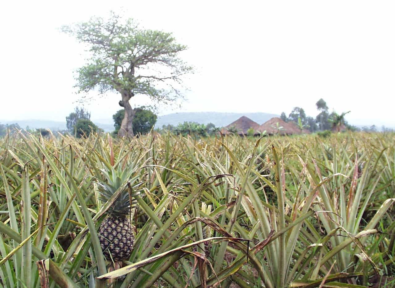 En Kenia. Mananasi es la palabra en swahili para piña. Los mananasi de este campo eran increíblemente deliciosos y dulces.