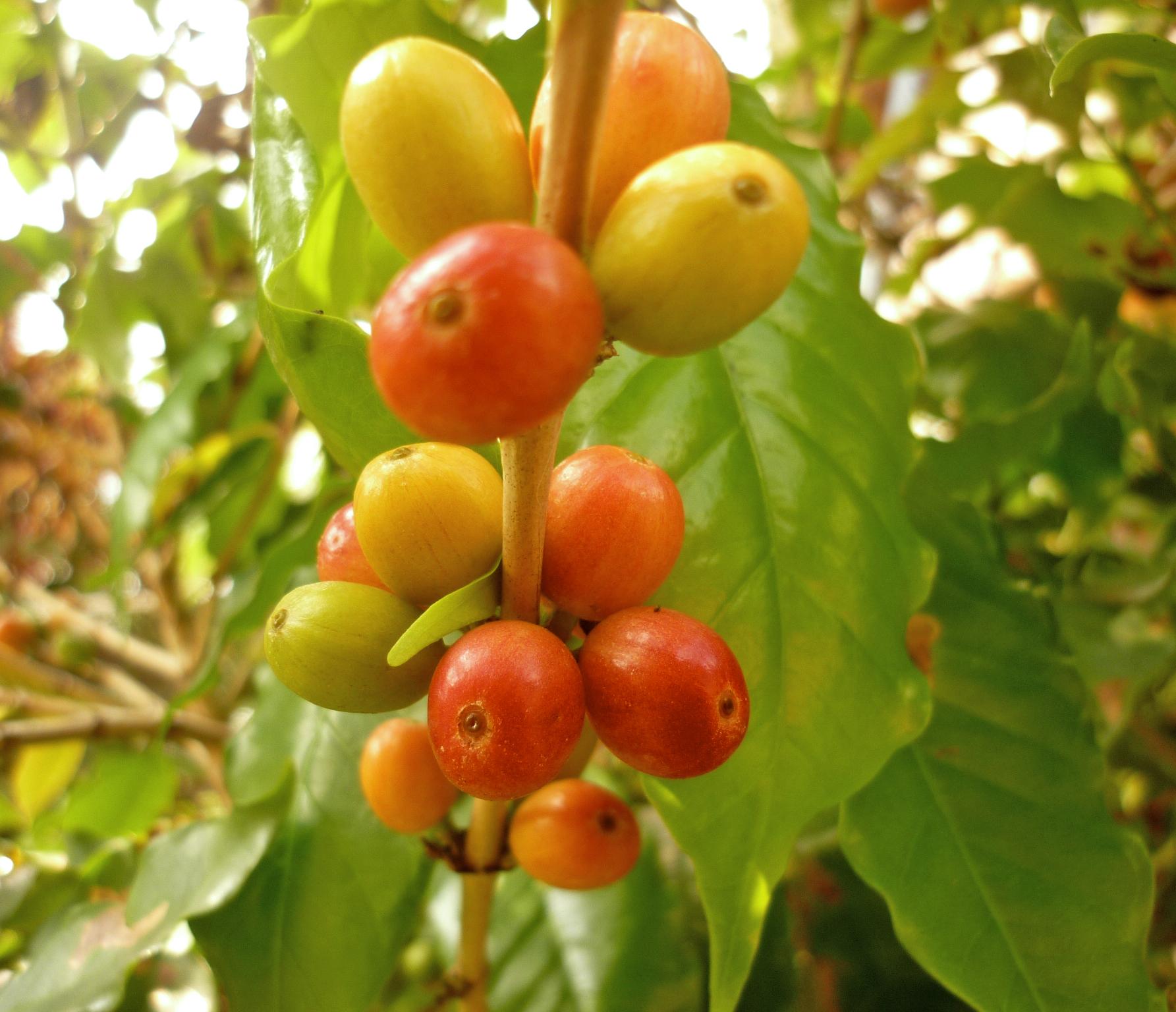 Cerezas de café arábica (RVCTA Imágenes / Flickr CC BY-SA 2.0)