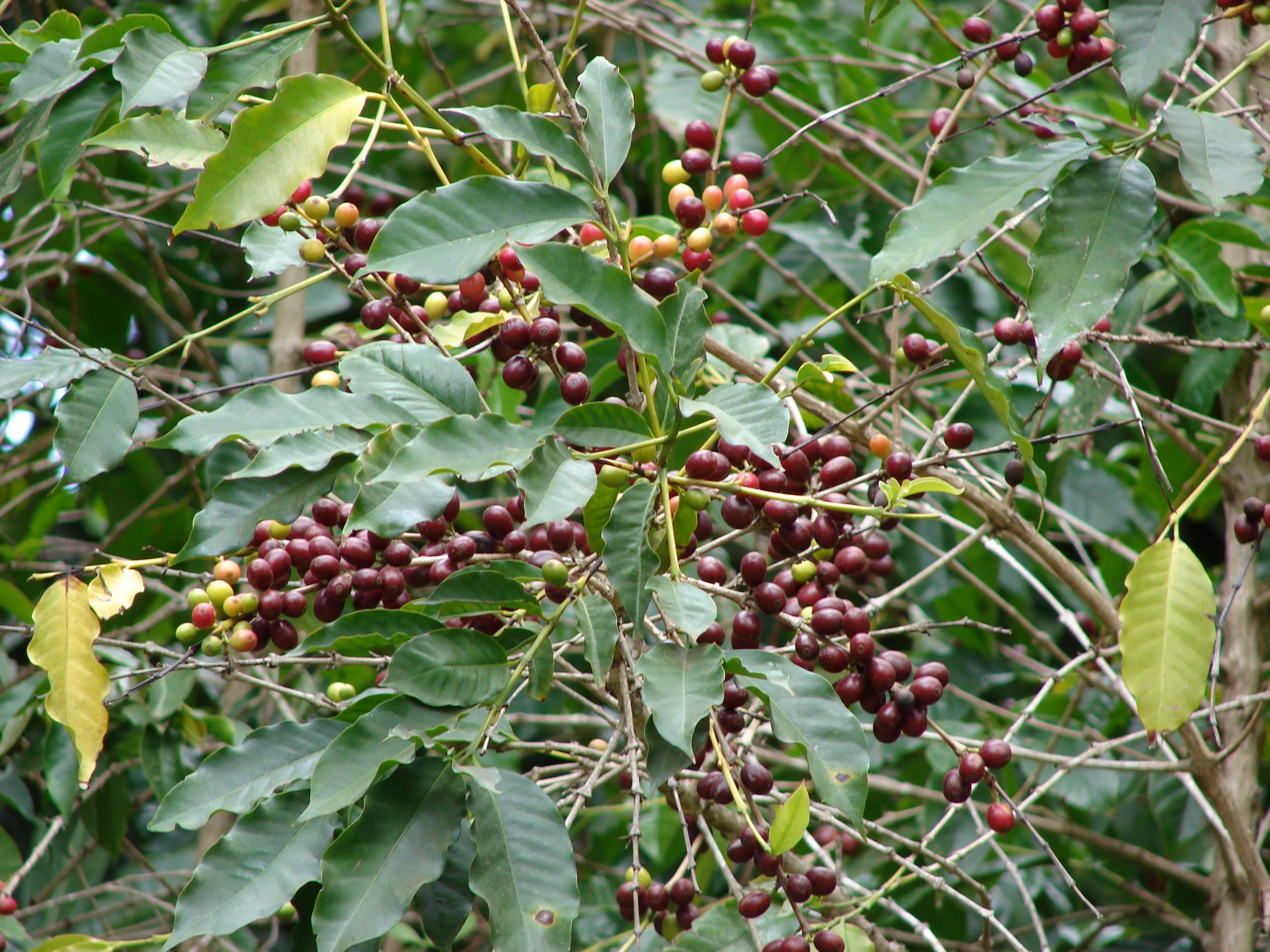 Cerises de café arabica (Forest and Kim Starr / Flickr CC BY 2.0)