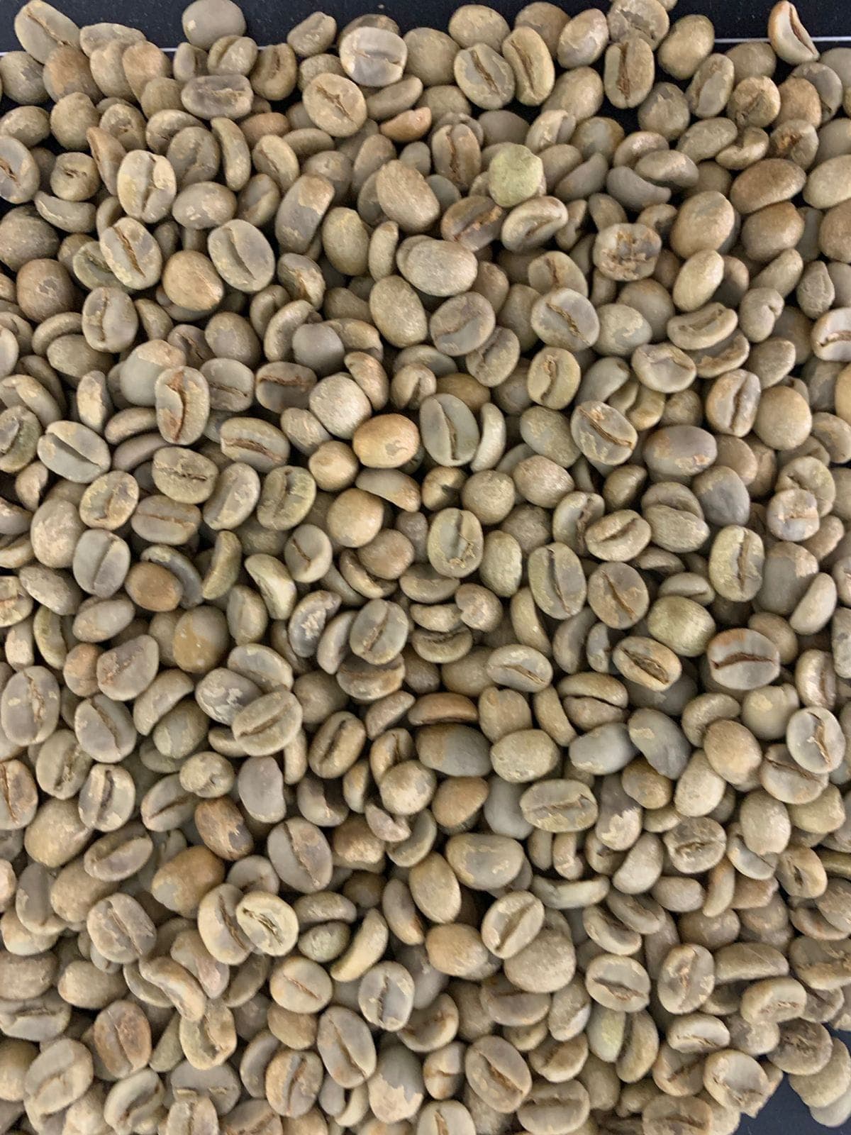 Brazilian Arabica (Sahel Agri-Sol / public domain)