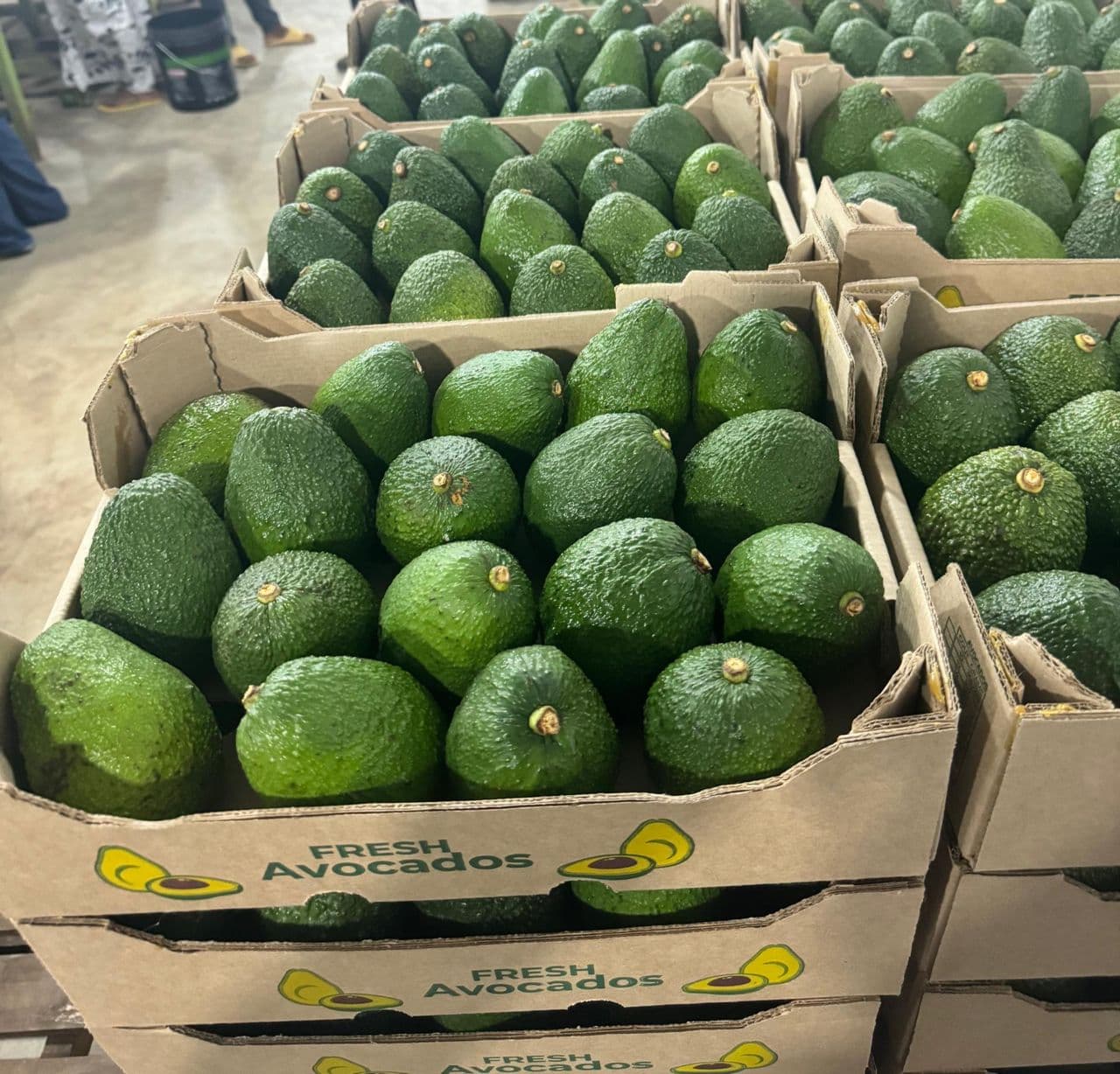 Fresh avocados. Origin Tanzania (credit: Sahel Agri-Sol / Public Domain)